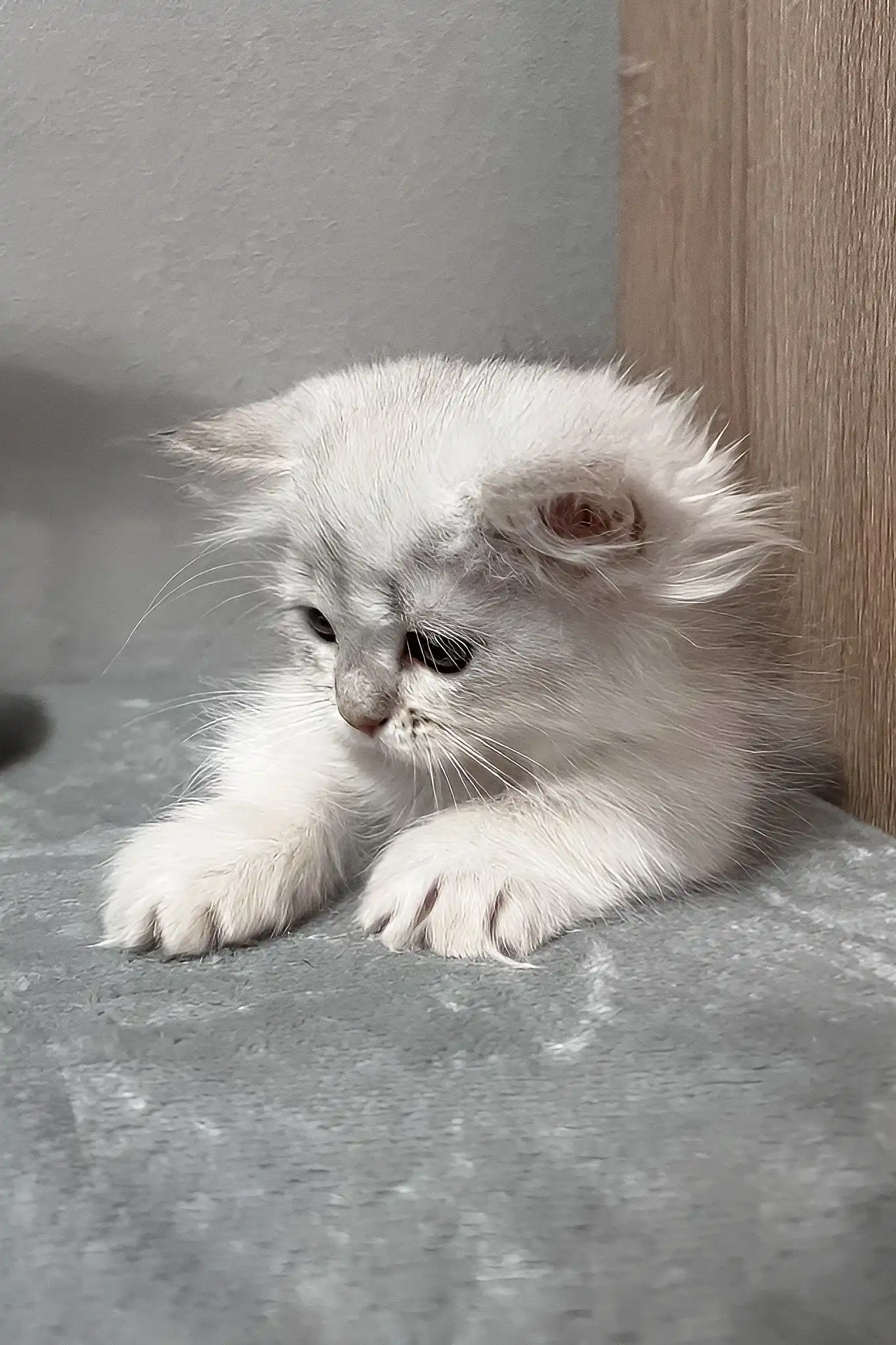Kizune | Munchkin Kitten - Image 4
