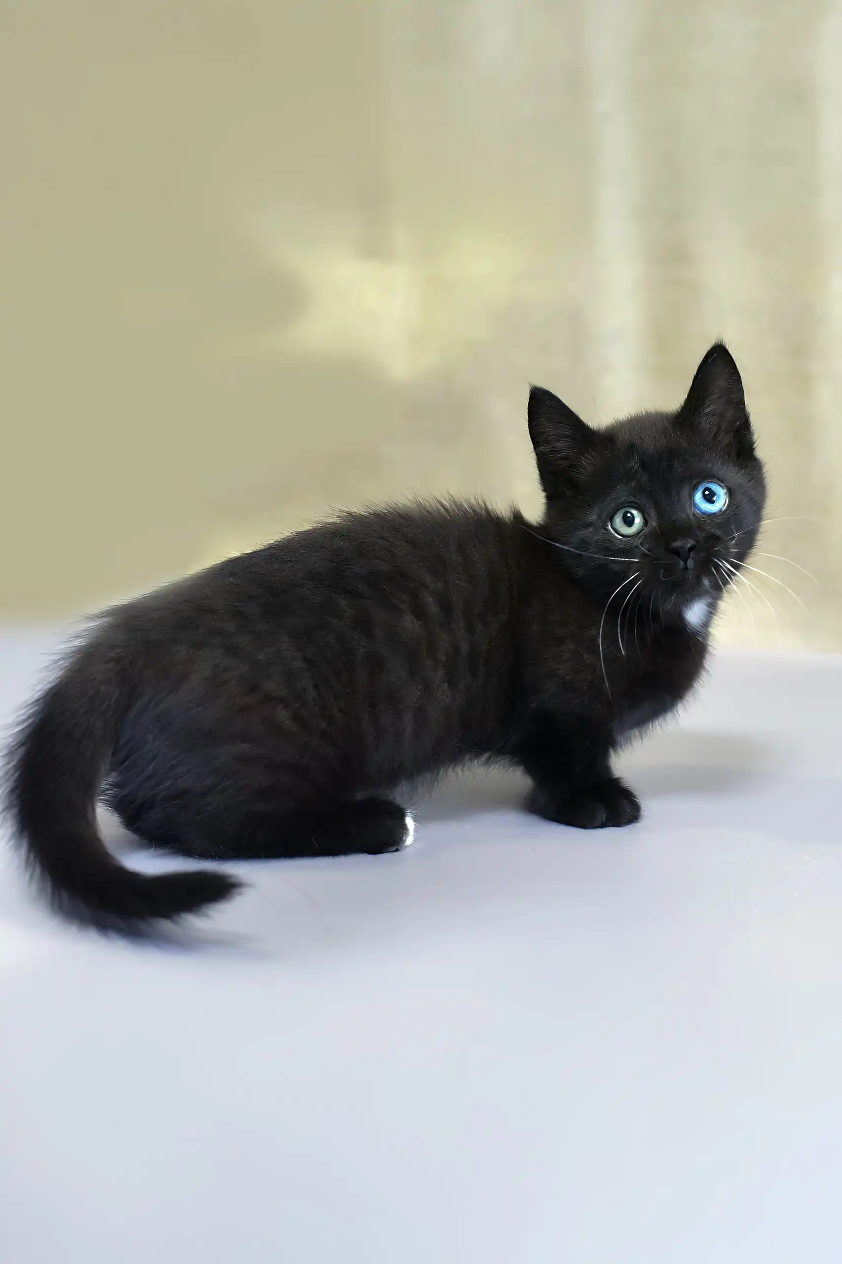 Luna | Munchkin Kitten - Image 4