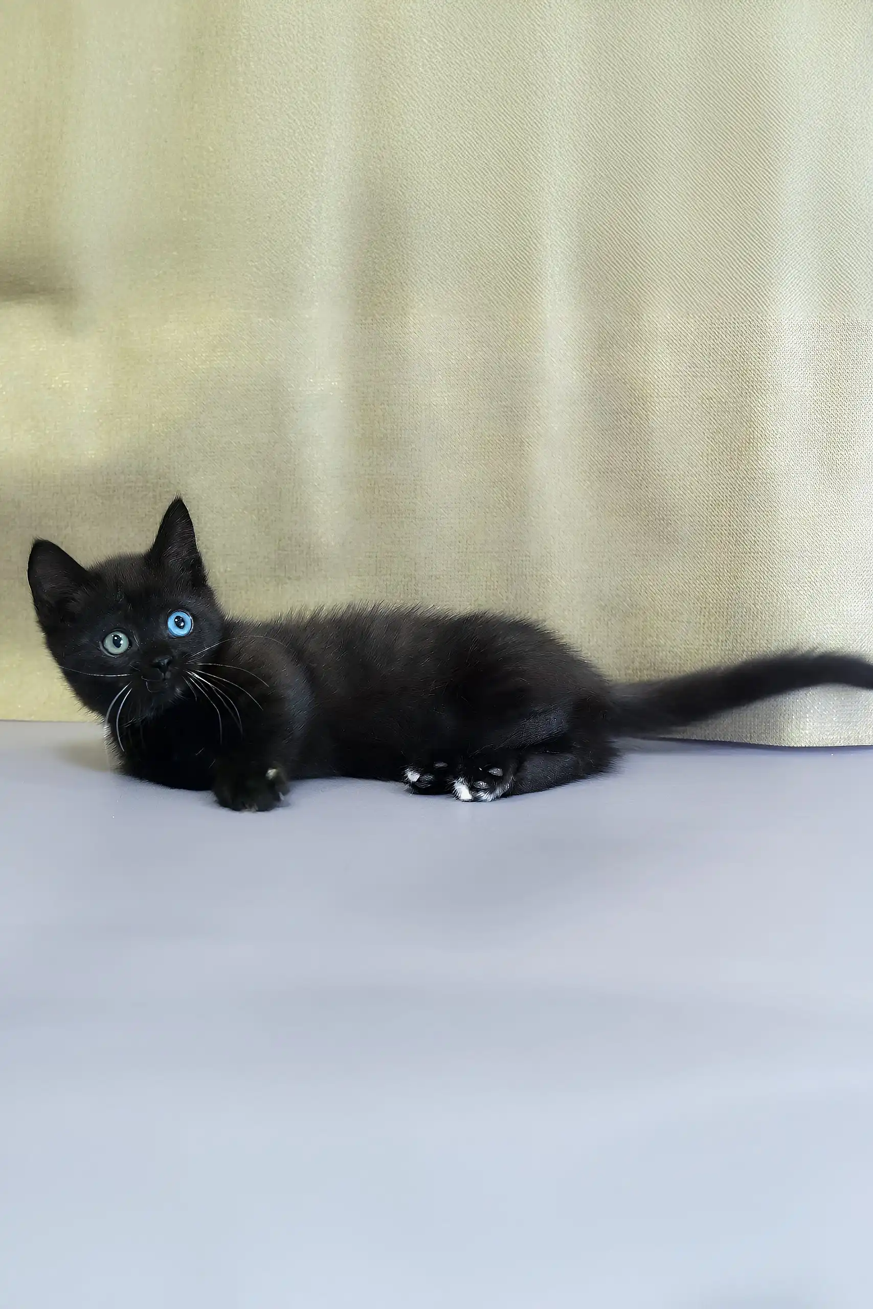 Luna | Munchkin Kitten - Image 5