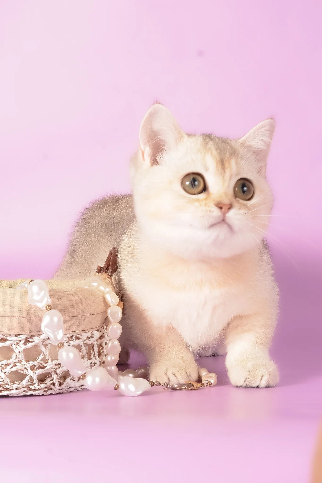 Manya | Munchkin Kitten - Image 5