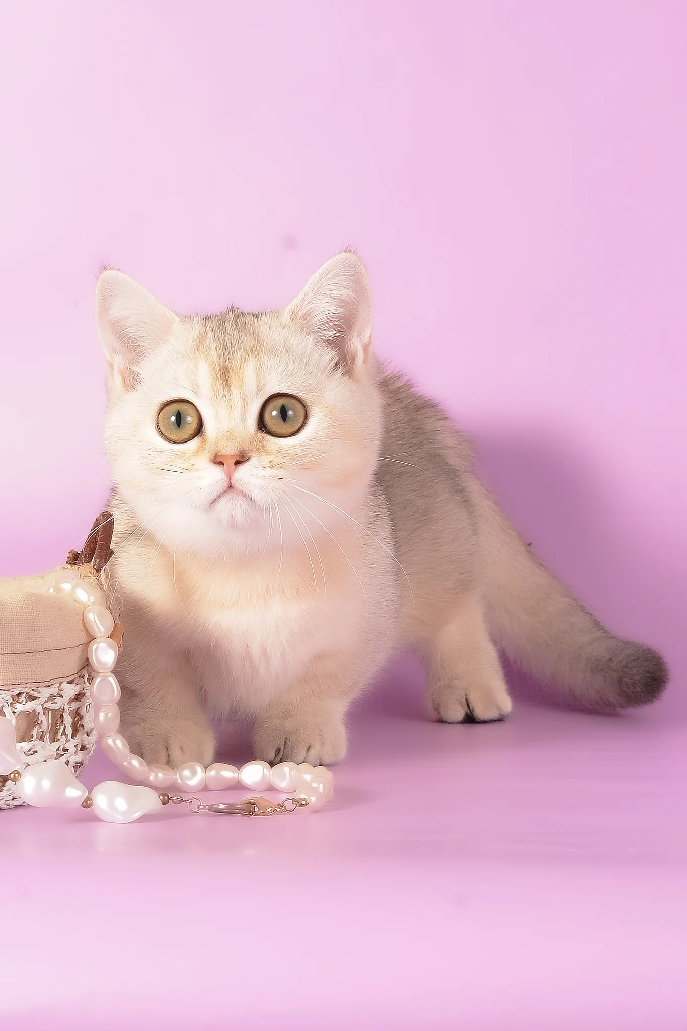 Manya | Munchkin Kitten - Image 7