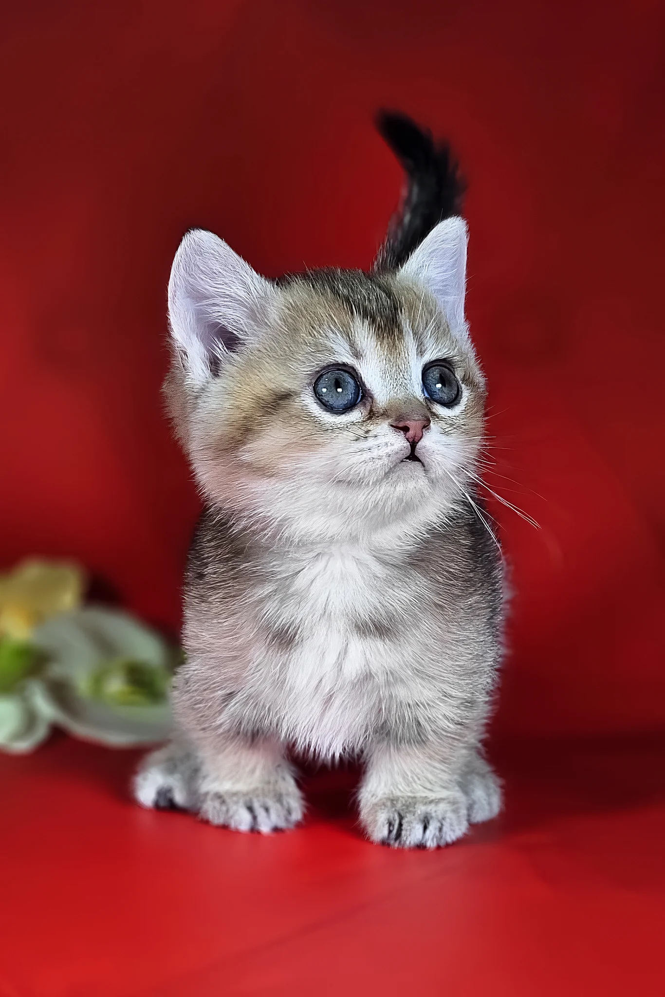 Naomi | Munchkin Kitten - Image 6