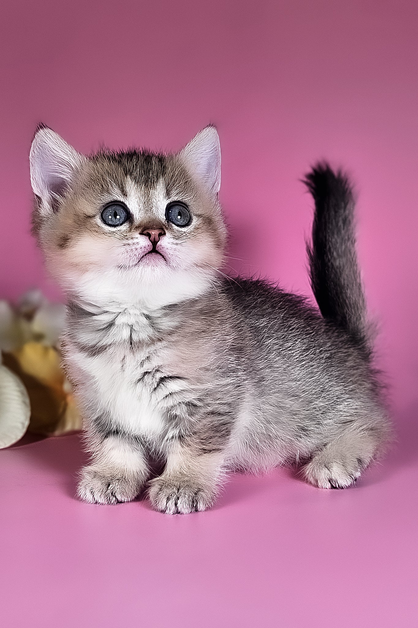 Nika | Munchkin Kitten - Image 2