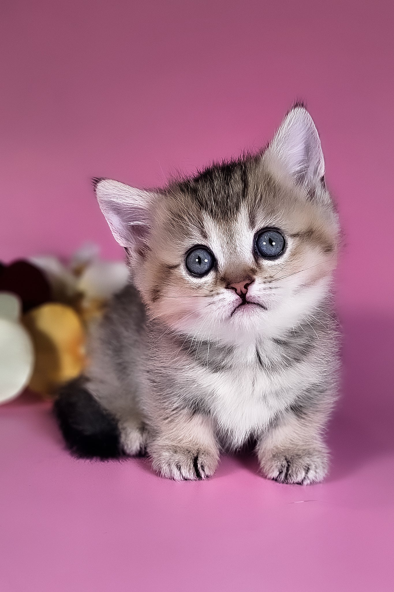 Nika | Munchkin Kitten - Image 5