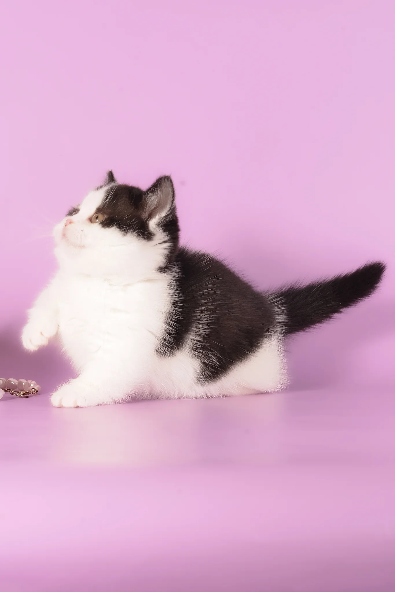 Rapunzel | Munchkin Kitten - Image 12