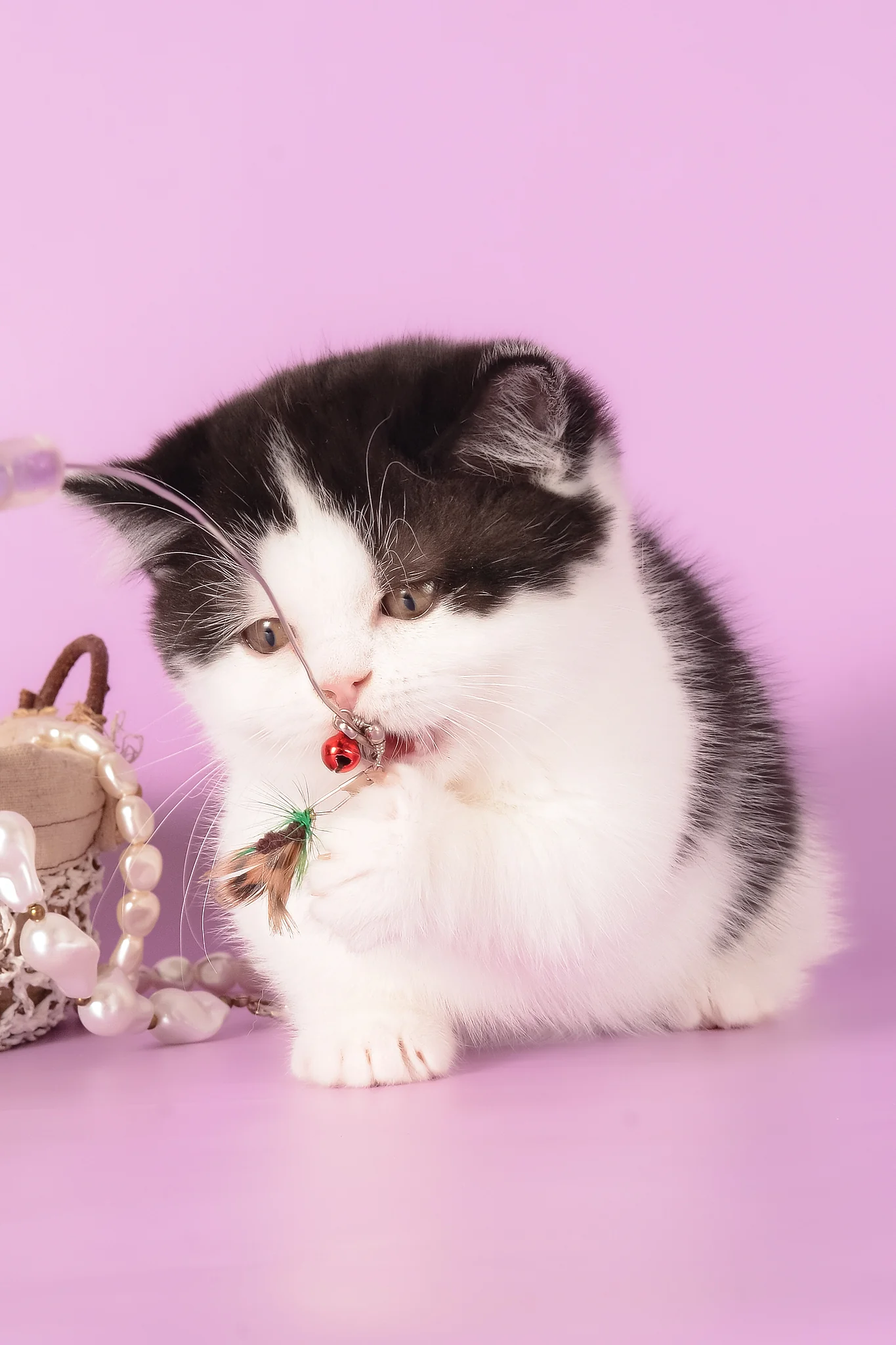 Rapunzel | Munchkin Kitten - Image 5