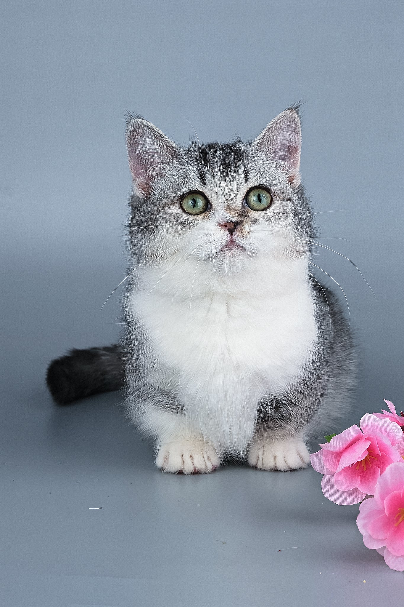 Yesenia | Munchkin Kitten - Image 5