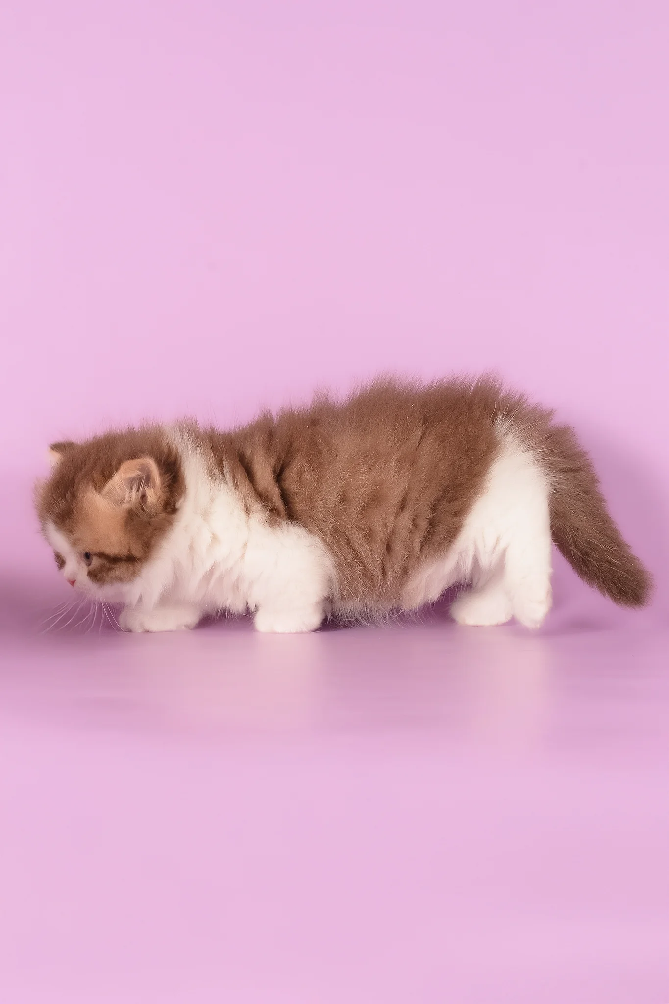 Ursa | Munchkin Longhair Kitten - Image 6