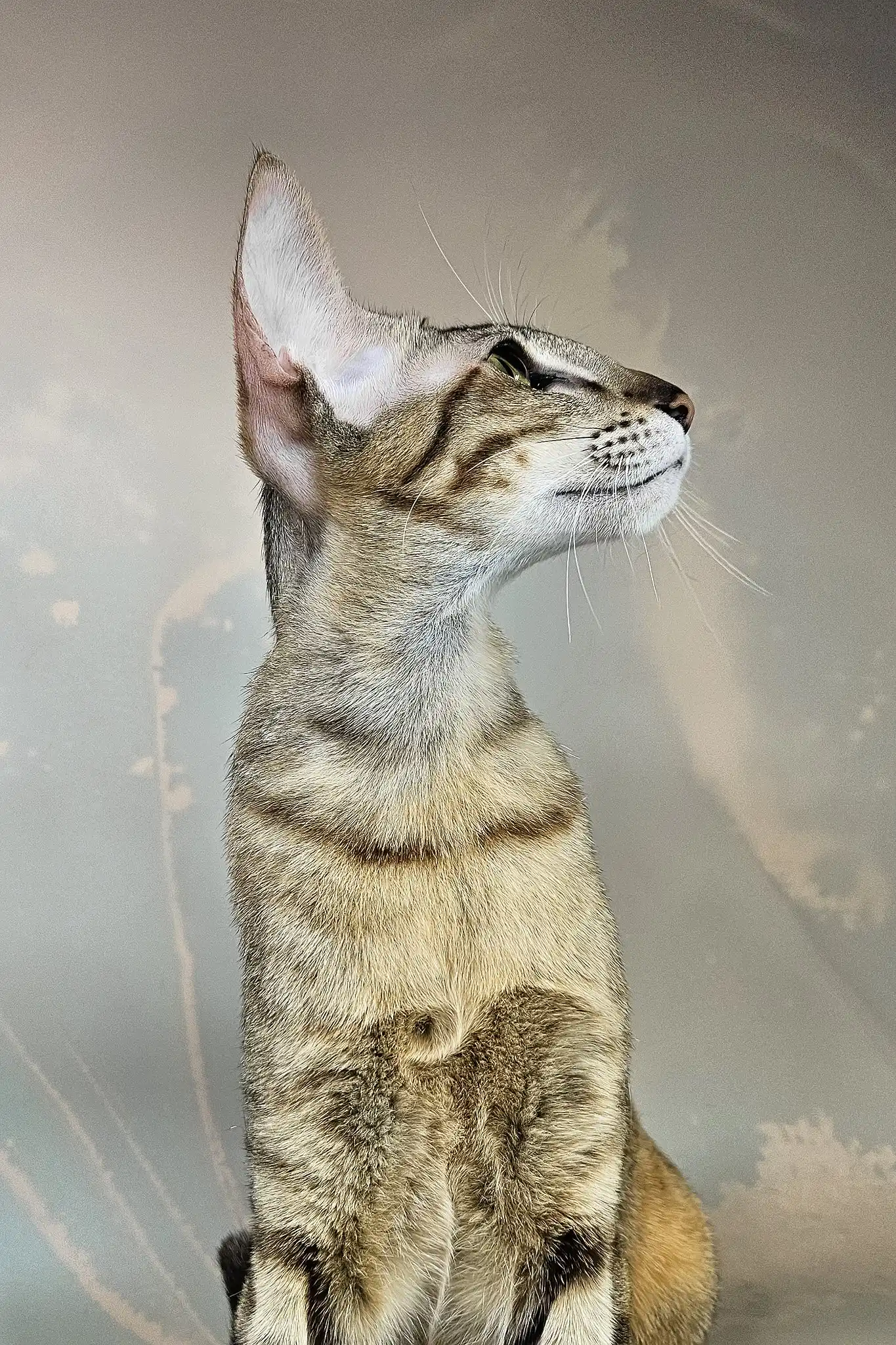 Quiqui | Oriental Shorthair Kitten - Image 6