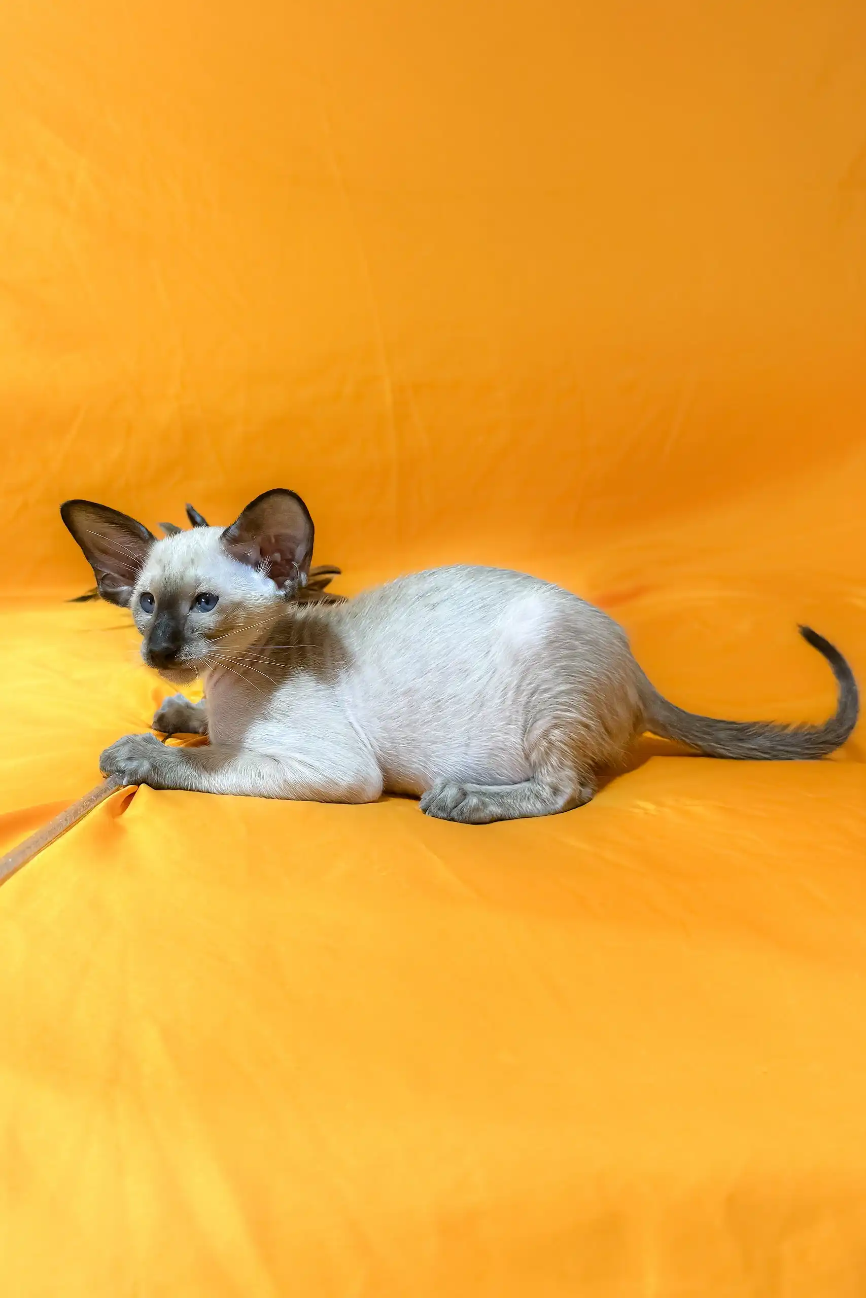 Afina | Oriental Shorthair Kitten - Image 2
