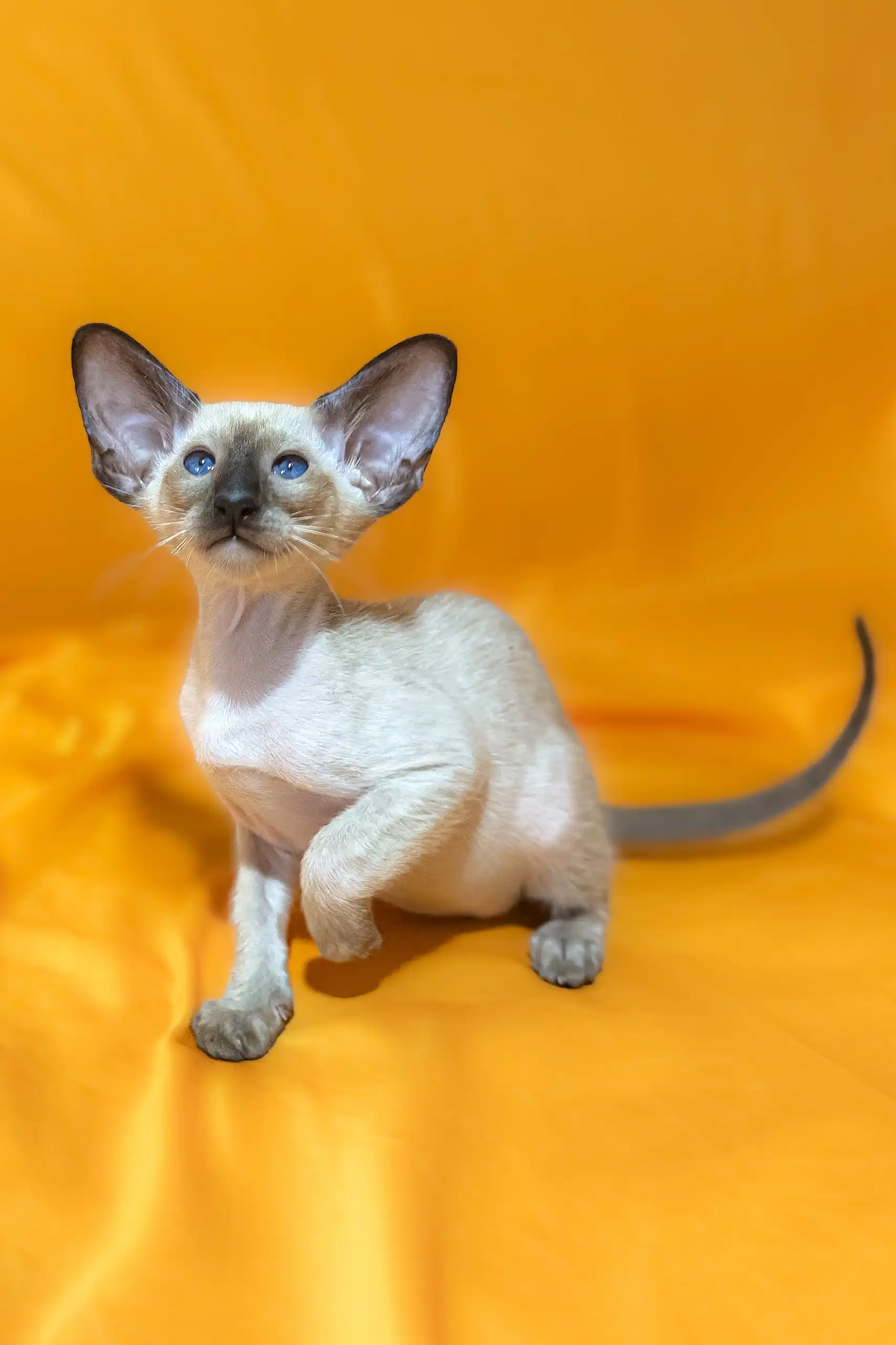 Afina | Oriental Shorthair Kitten - Image 5