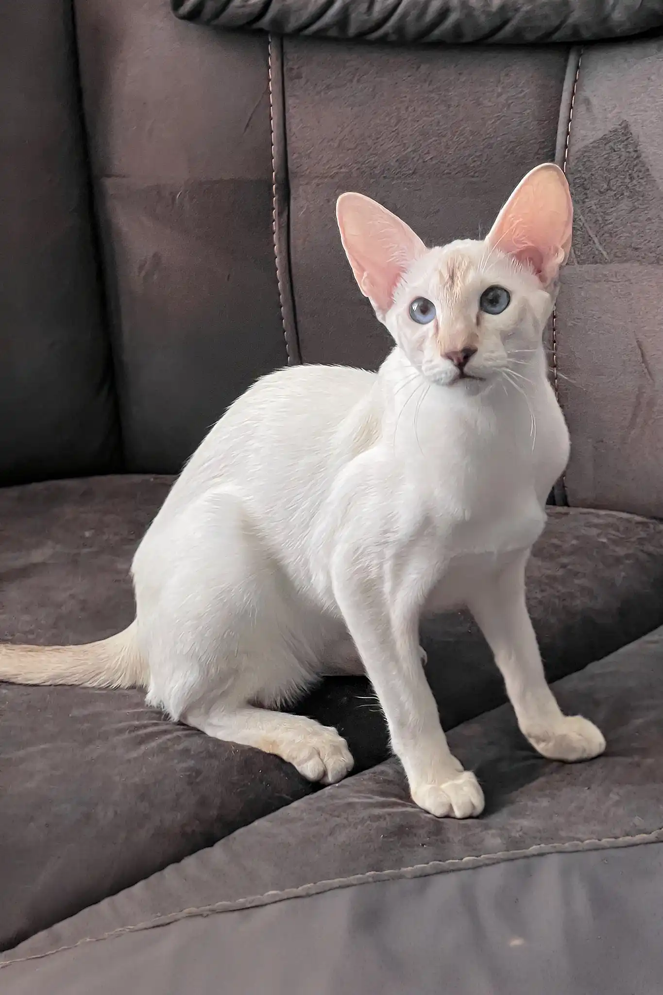 Athena | Oriental Shorthair Kitten - Image 4