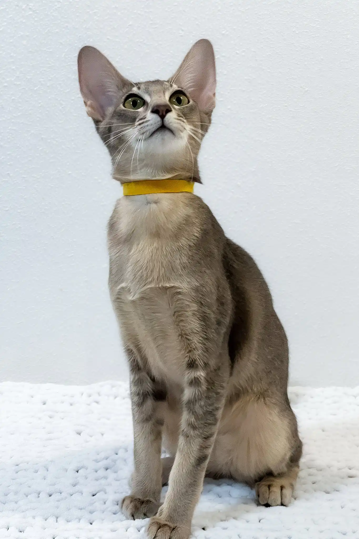 Bagheera | Oriental Shorthair Kitten - Image 5