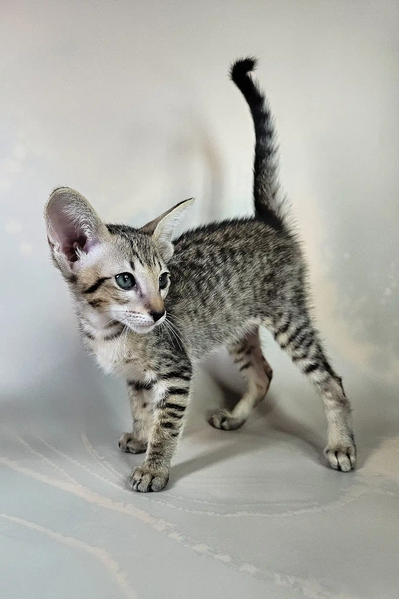 Bagira | Oriental Shorthair Kitten - Image 5