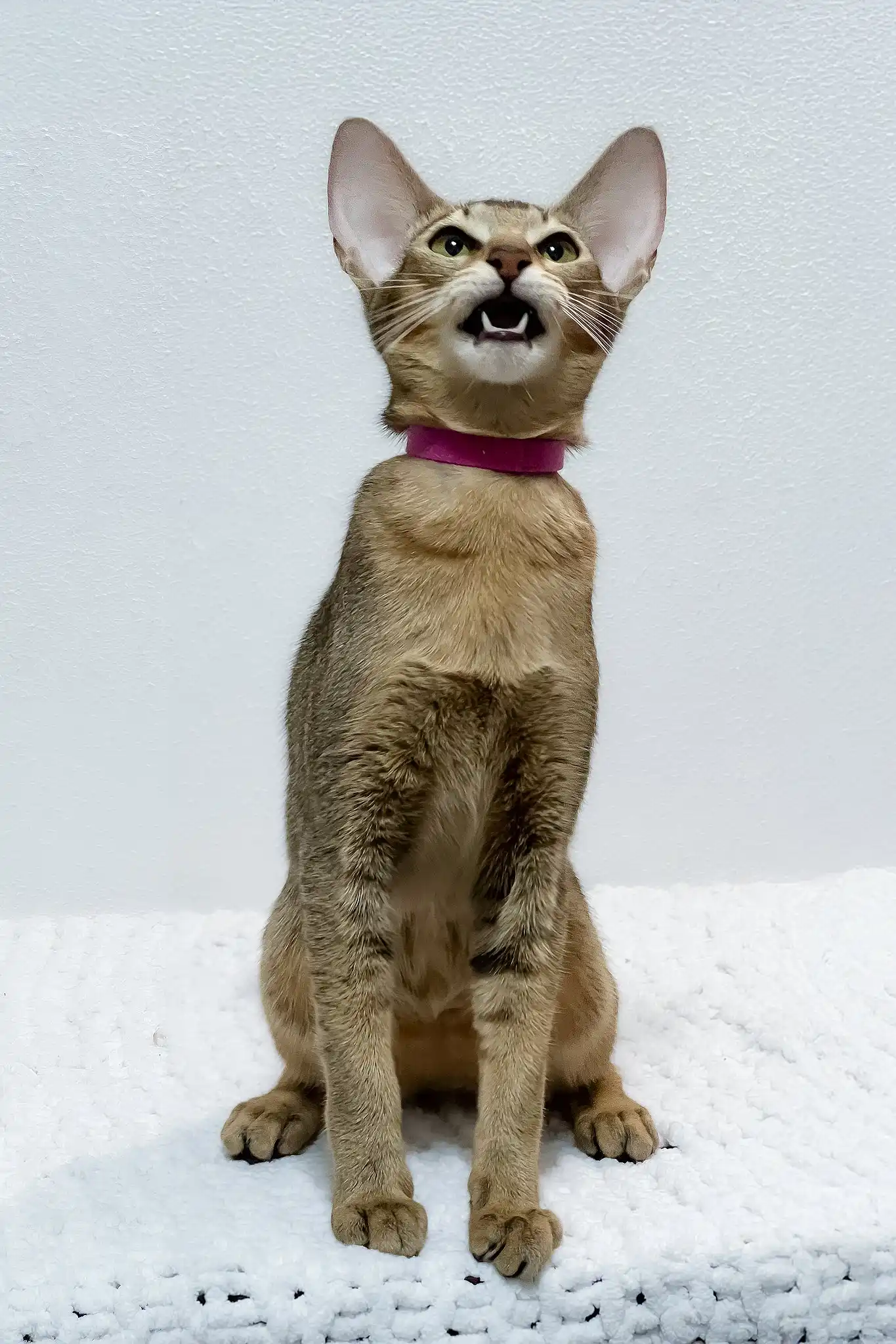 Betsy | Oriental Shorthair Kitten - Image 4