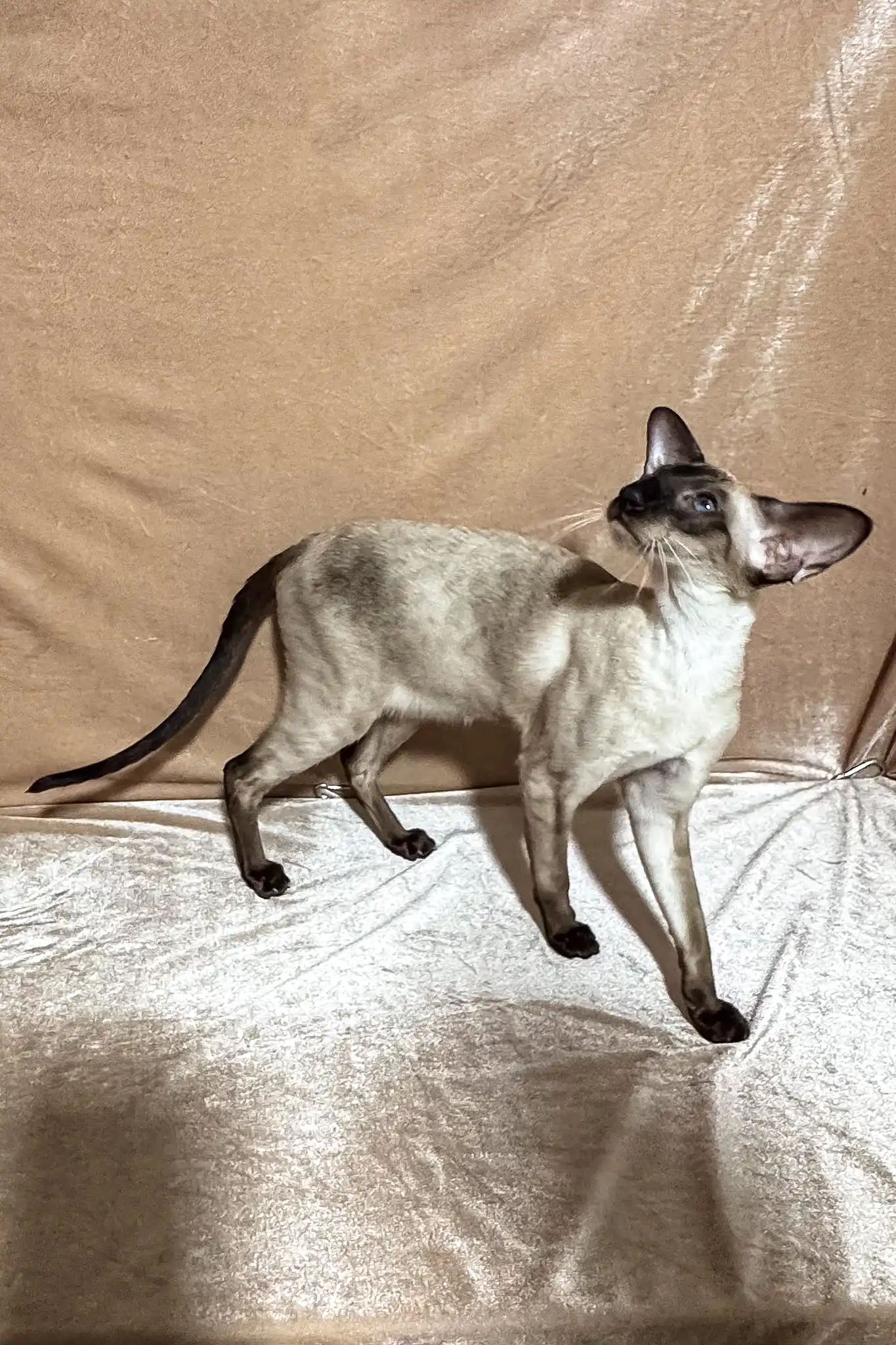 Camelia | Oriental Shorthair Kitten - Image 10