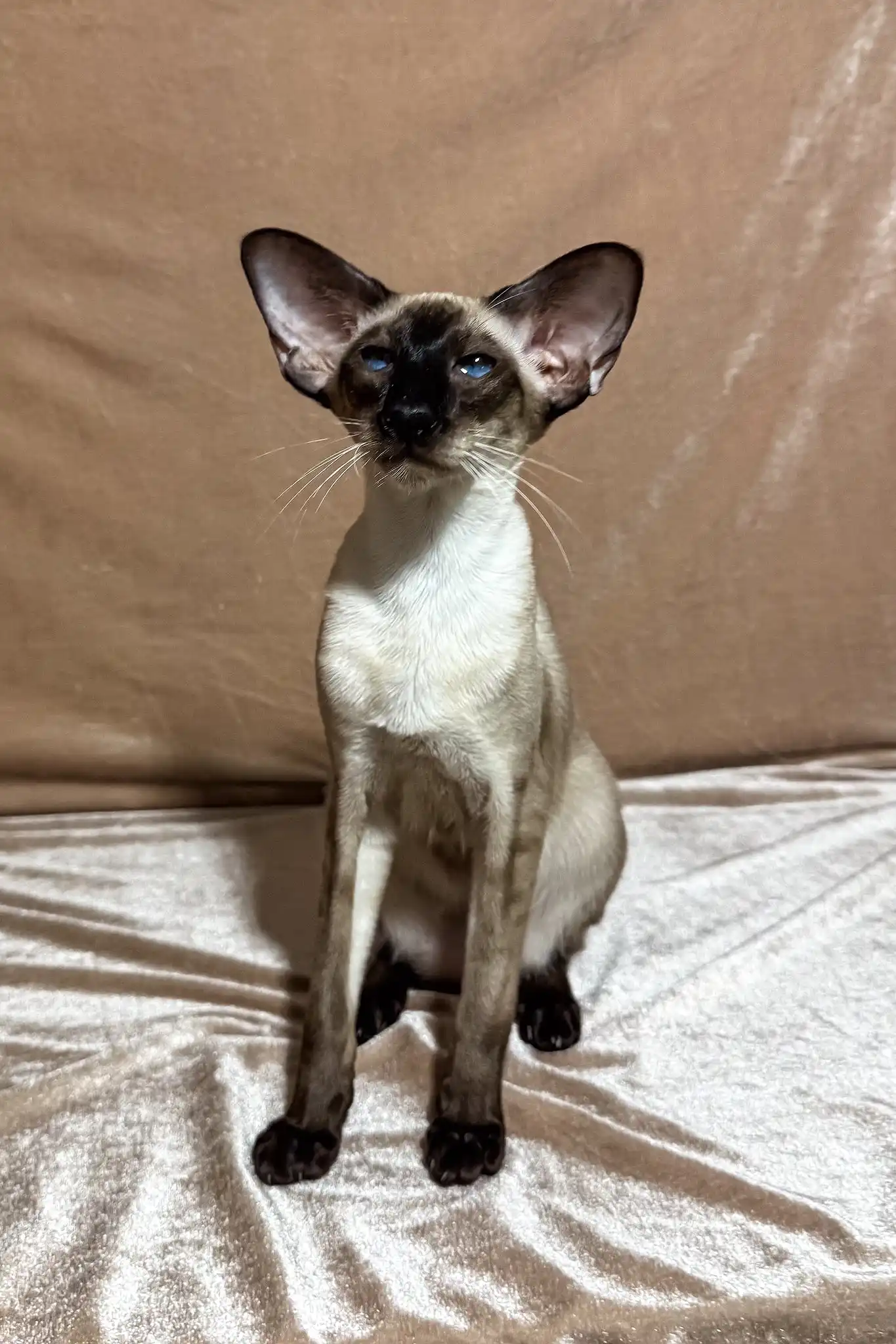 Camelia | Oriental Shorthair Kitten - Image 9