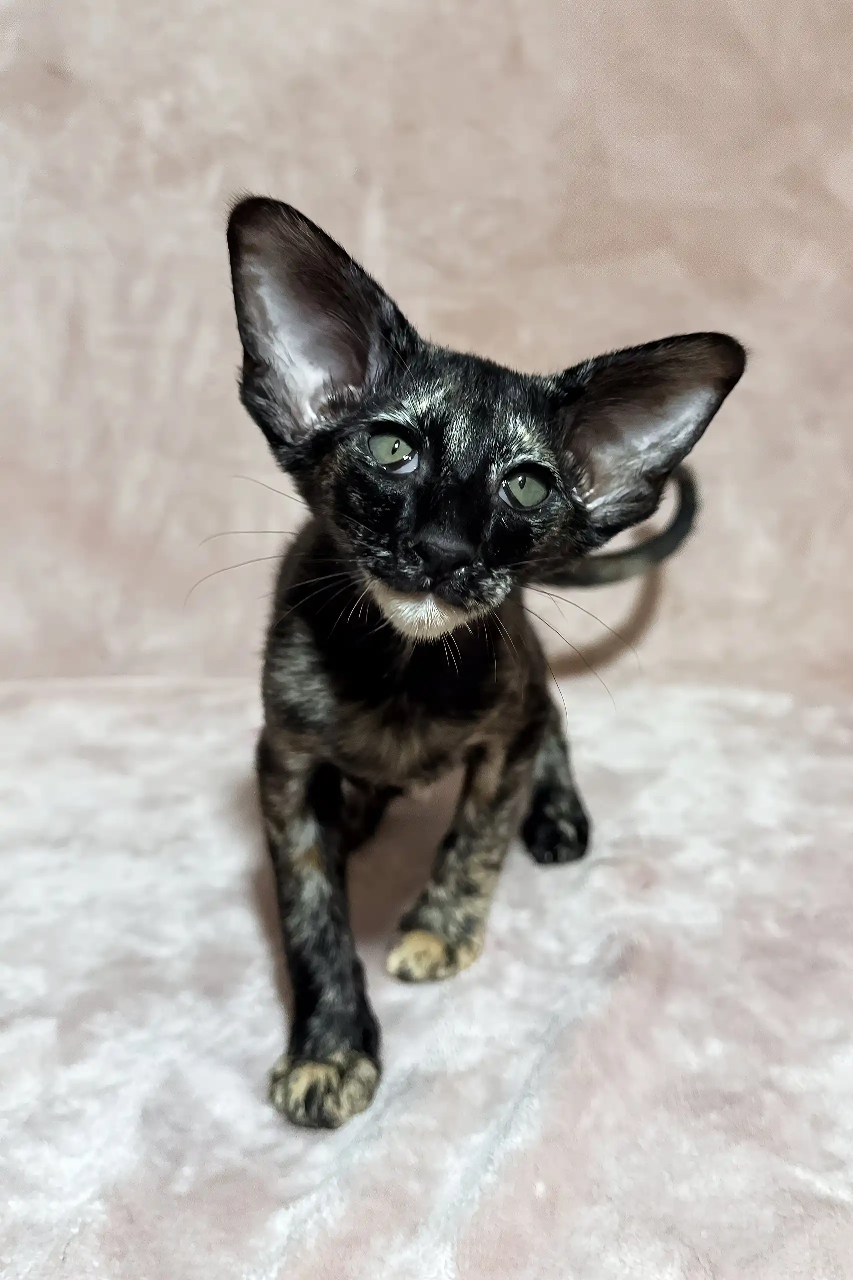 Cassia | Oriental Shorthair Kitten - Image 3