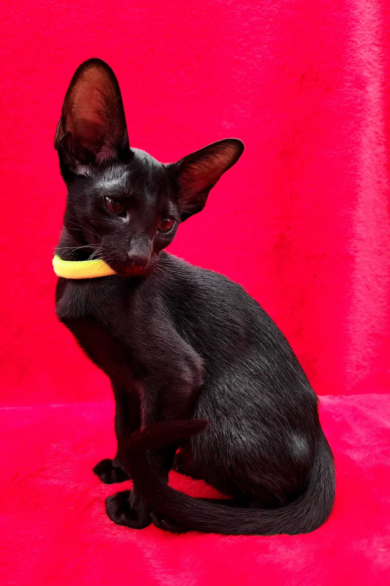 Dorothy | Oriental Shorthair Kitten