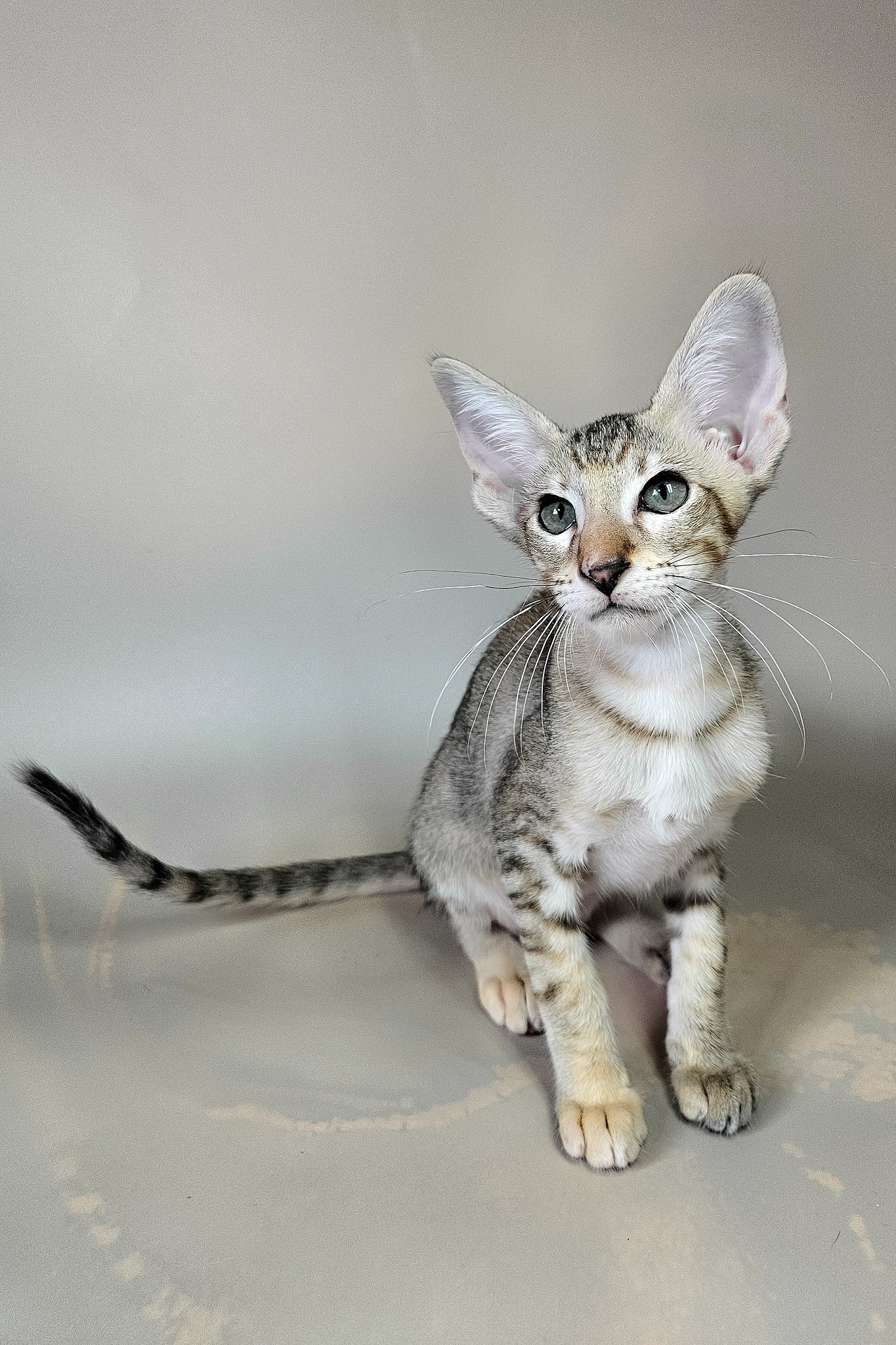 Felicia | Oriental Shorthair Kitten - Image 10