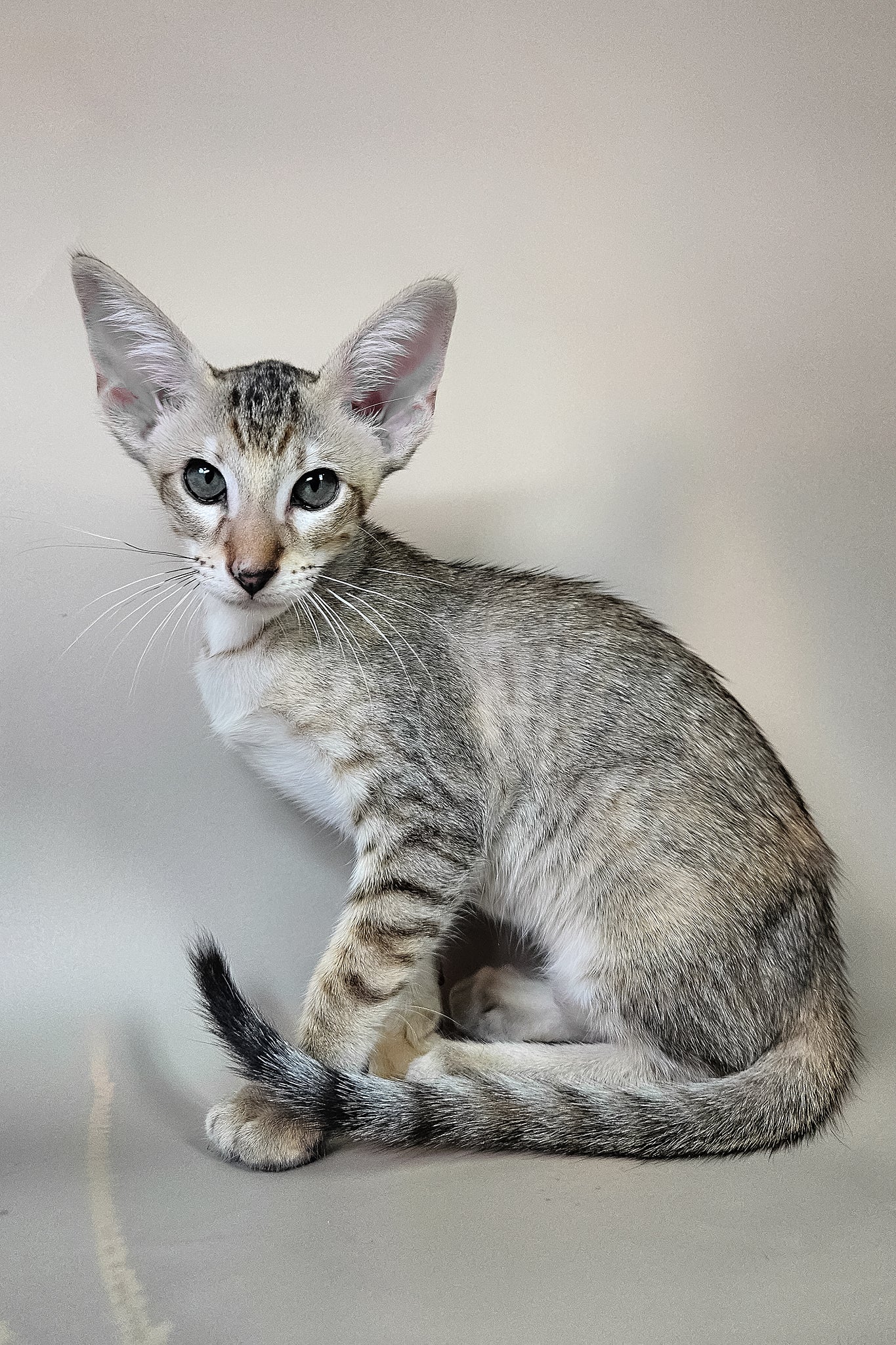 Felicia | Oriental Shorthair Kitten - Image 6