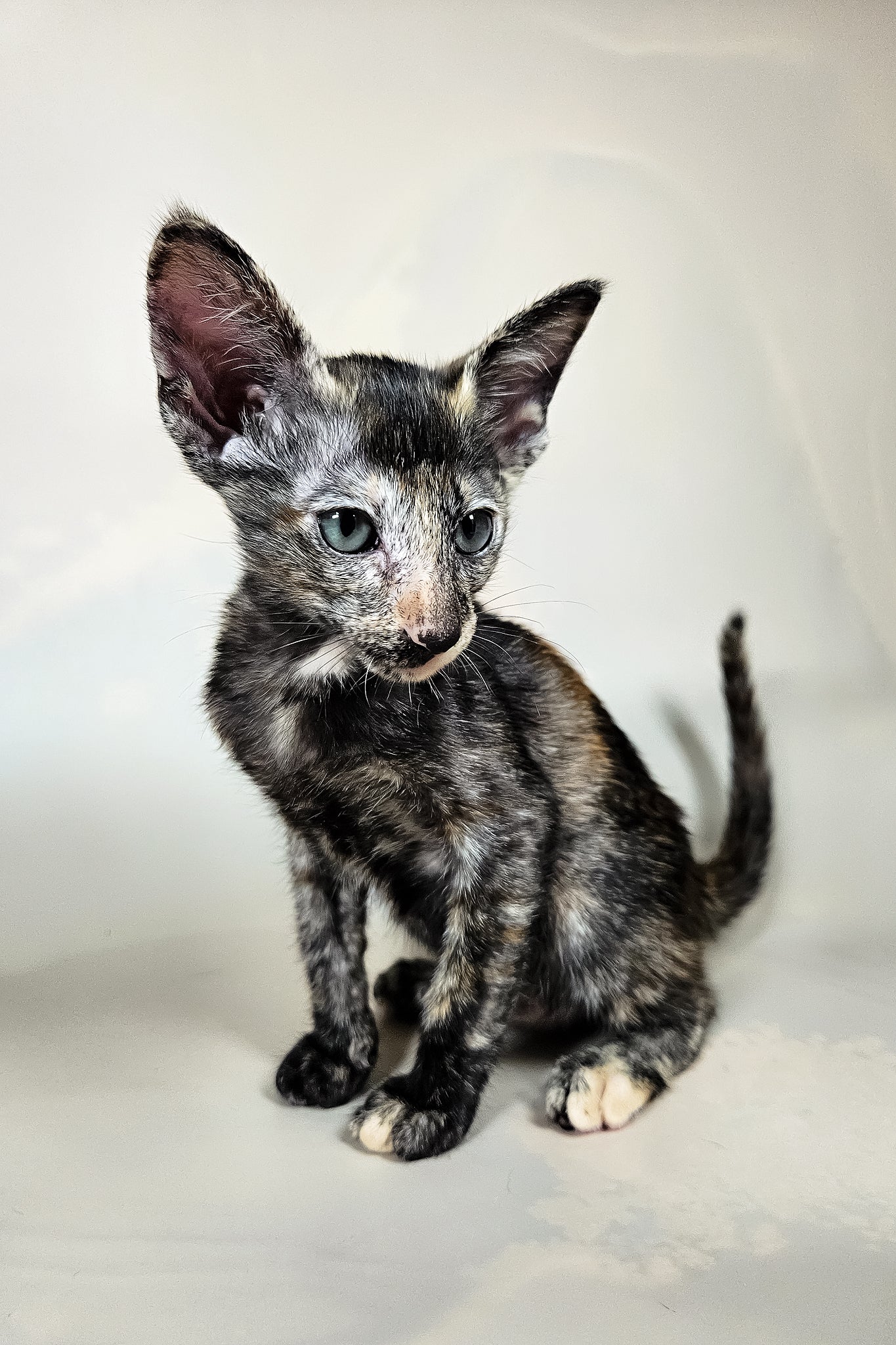 Halva | Oriental Shorthair Kitten - Image 4