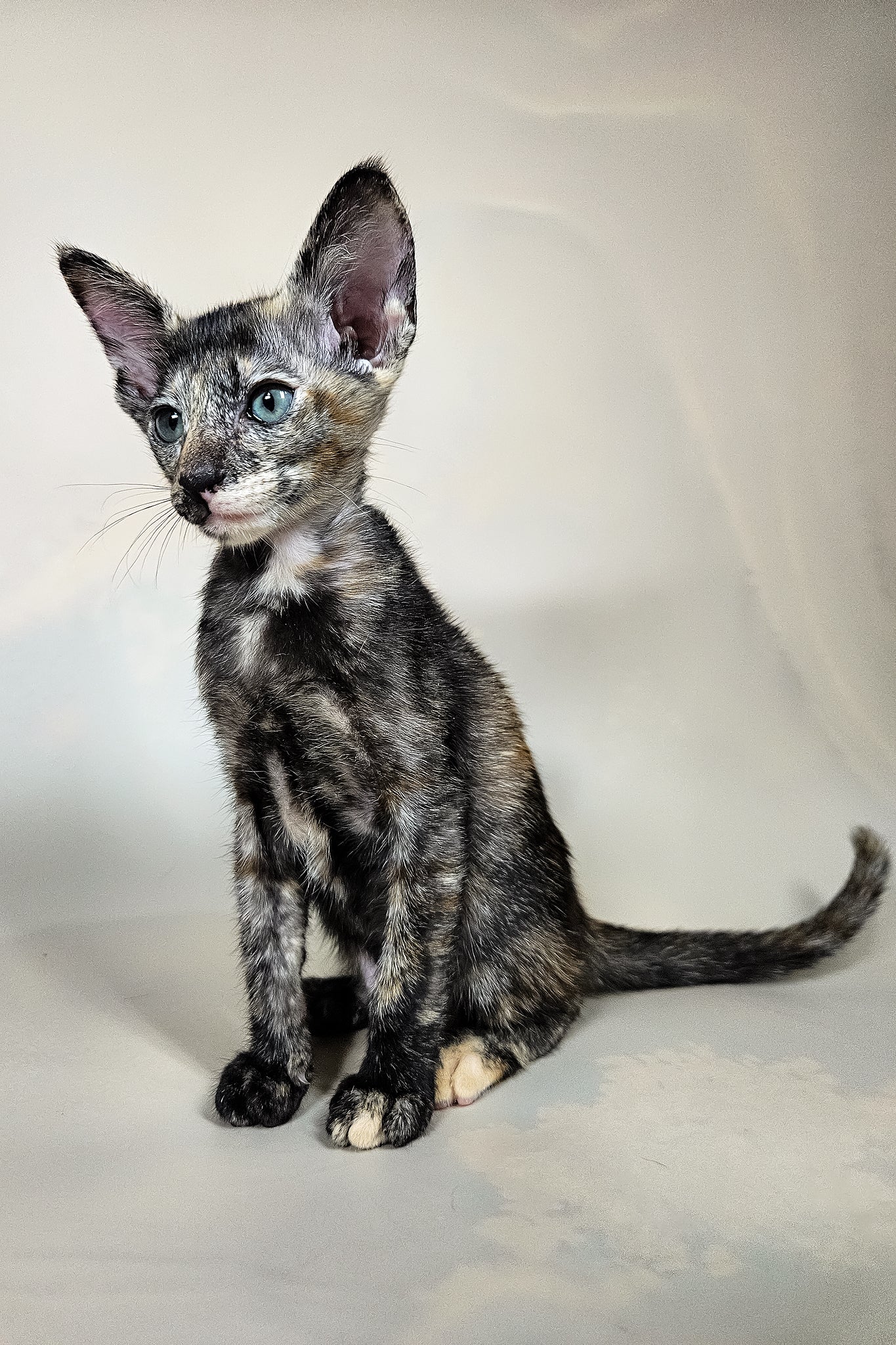 Halva | Oriental Shorthair Kitten - Image 6