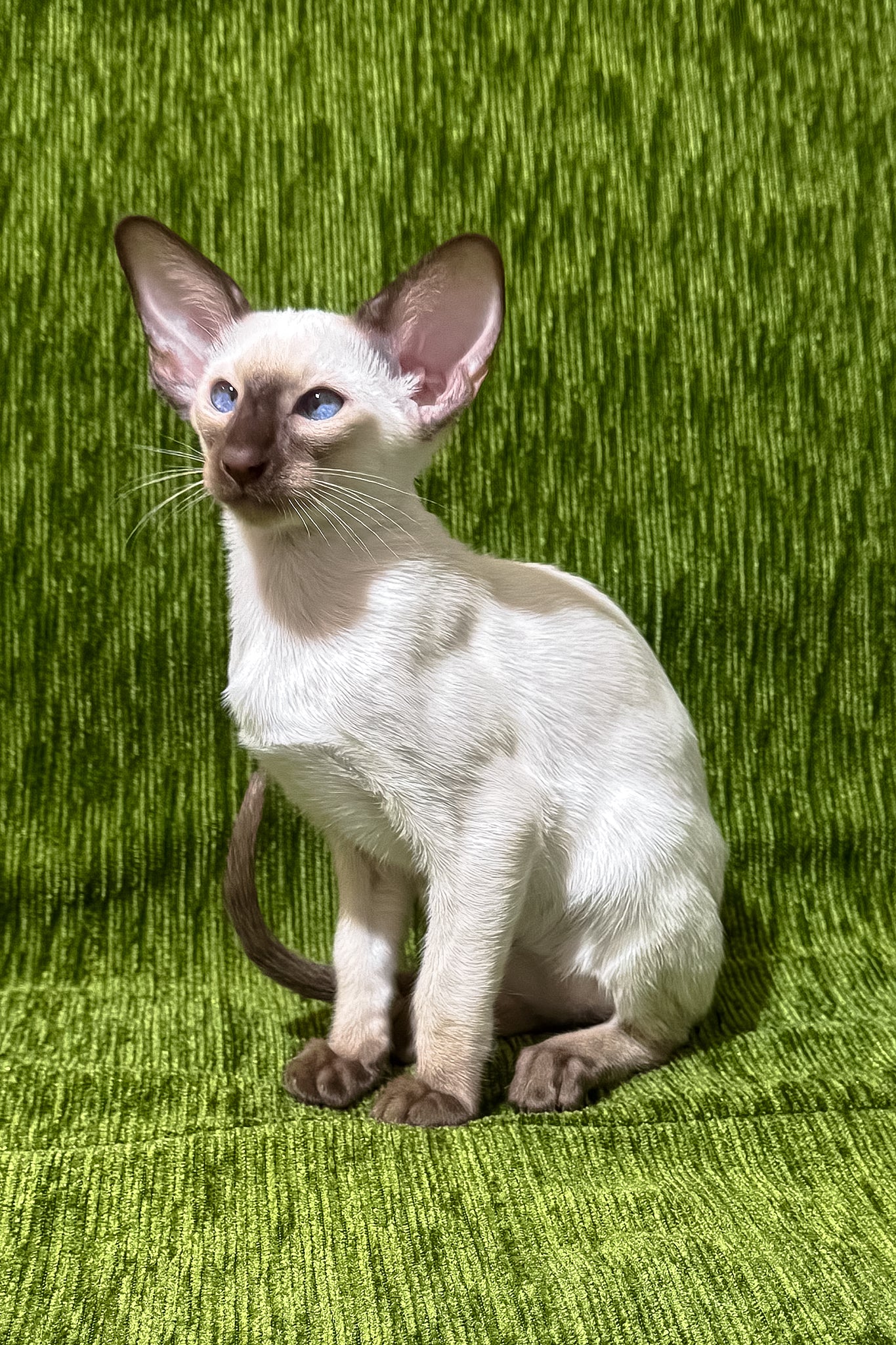 Harmony | Oriental Shorthair Kitten - Image 3