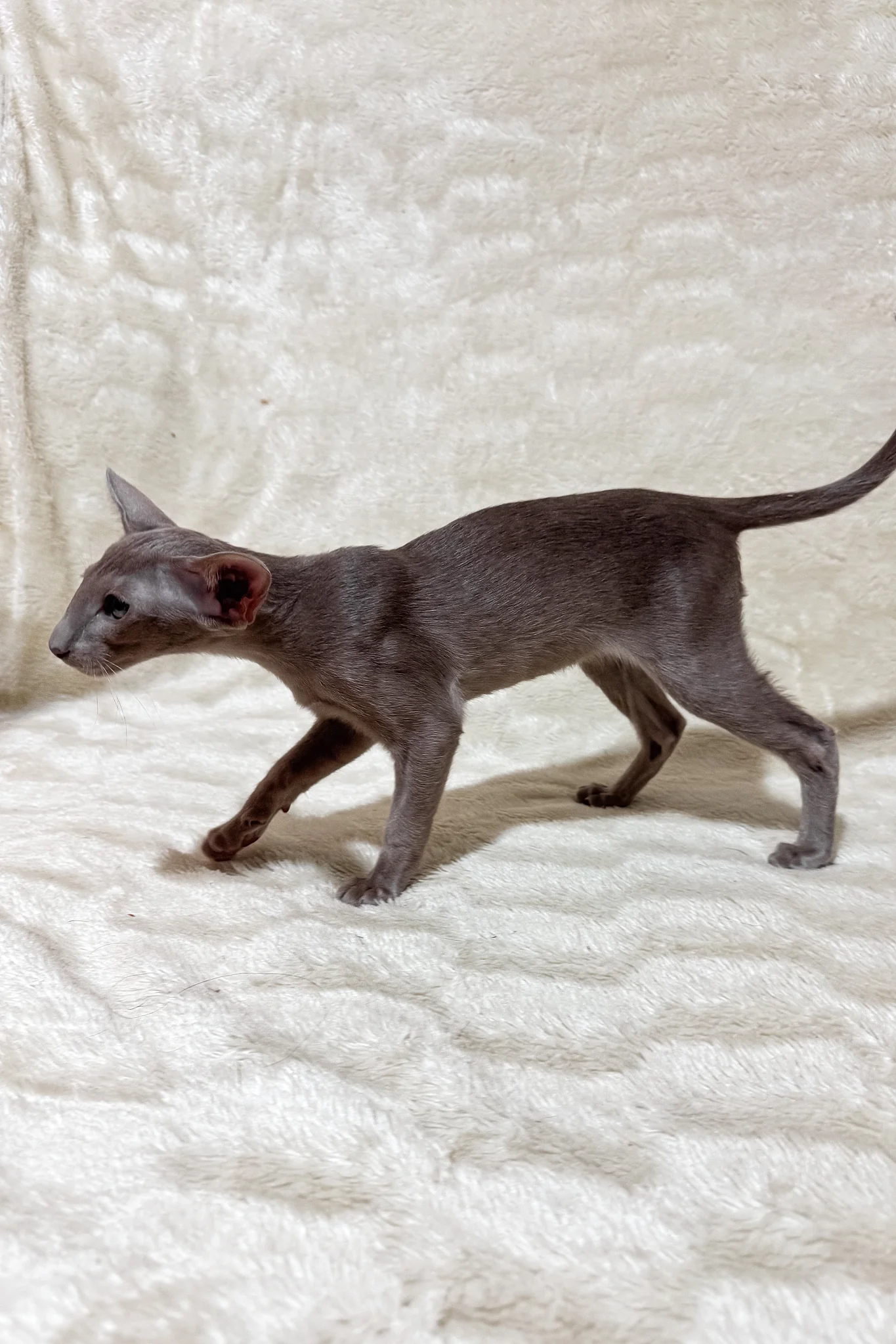 Heaven | Oriental Shorthair Kitten - Image 11