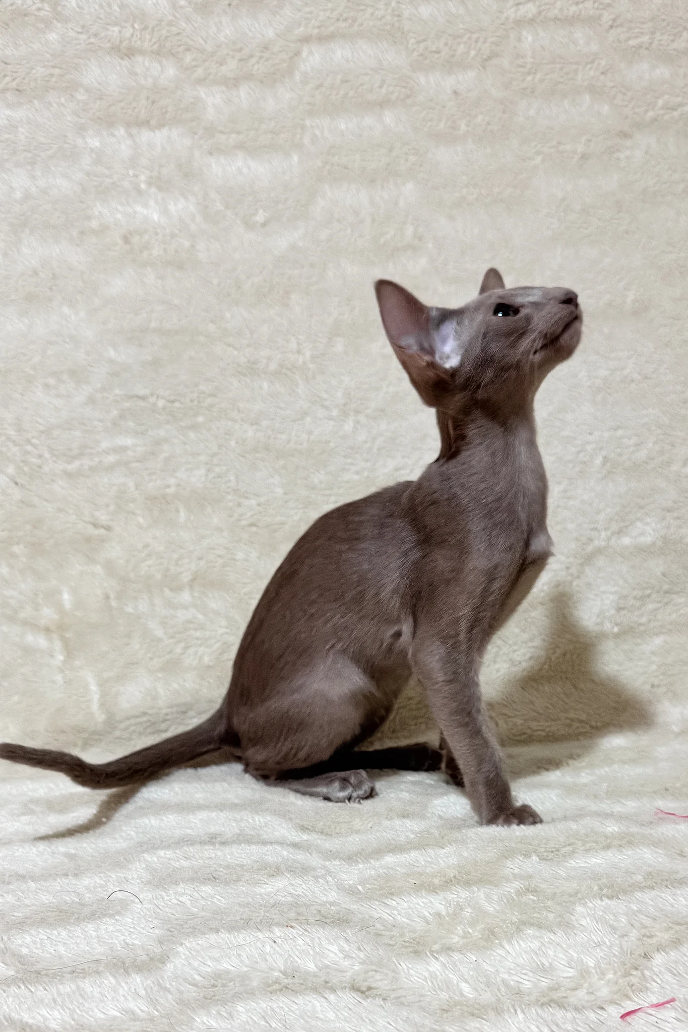 Heaven | Oriental Shorthair Kitten - Image 6