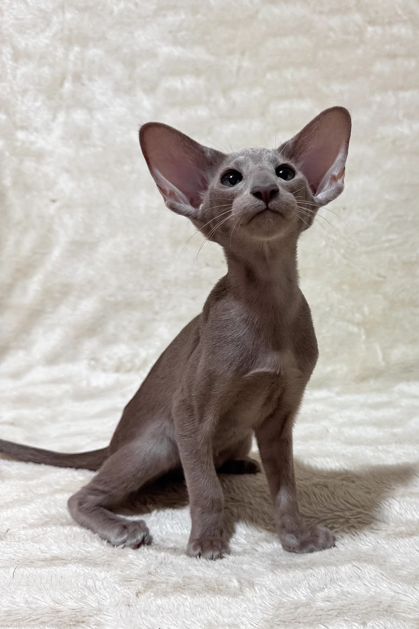 Heaven | Oriental Shorthair Kitten - Image 7