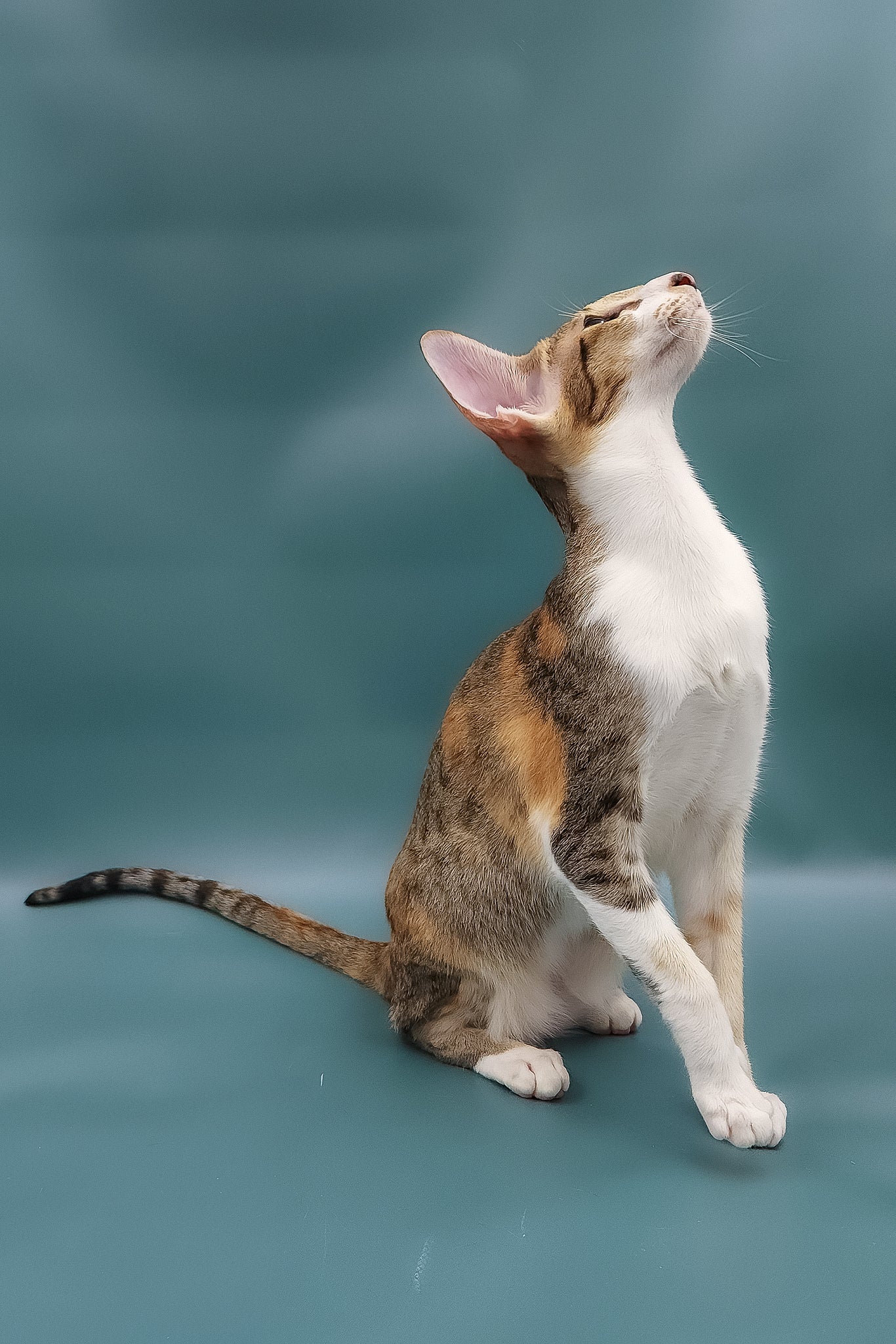 Idelia | Oriental Shorthair Kitten - Image 8
