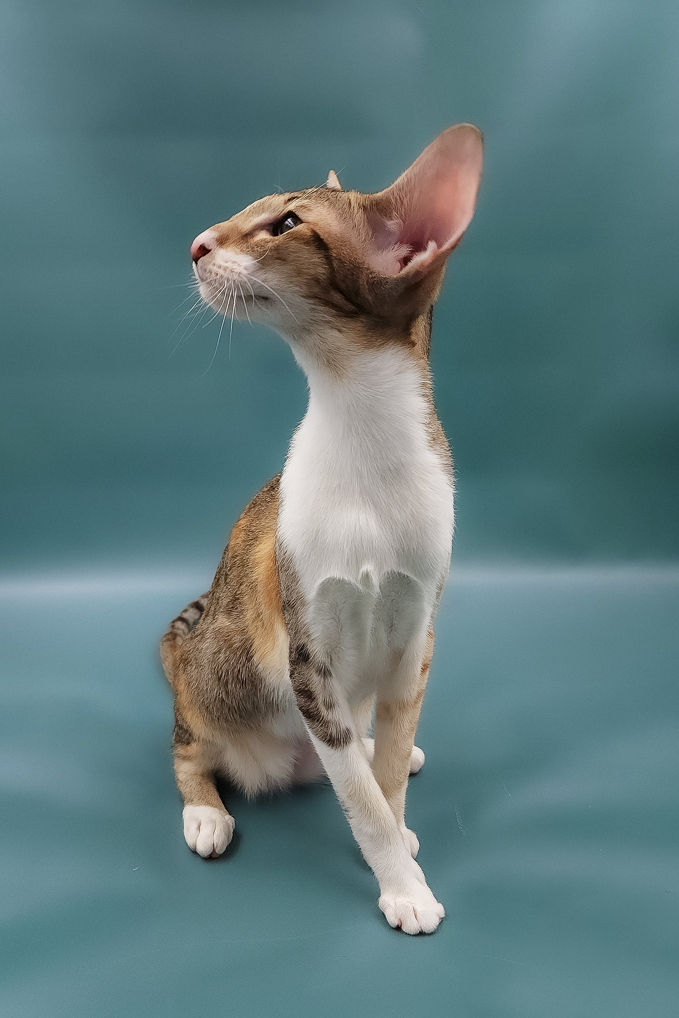 Idelia | Oriental Shorthair Kitten - Image 9