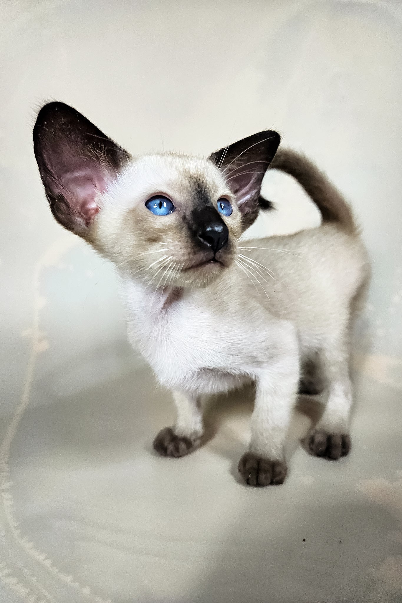 Iva | Oriental Shorthair Kitten - Image 7