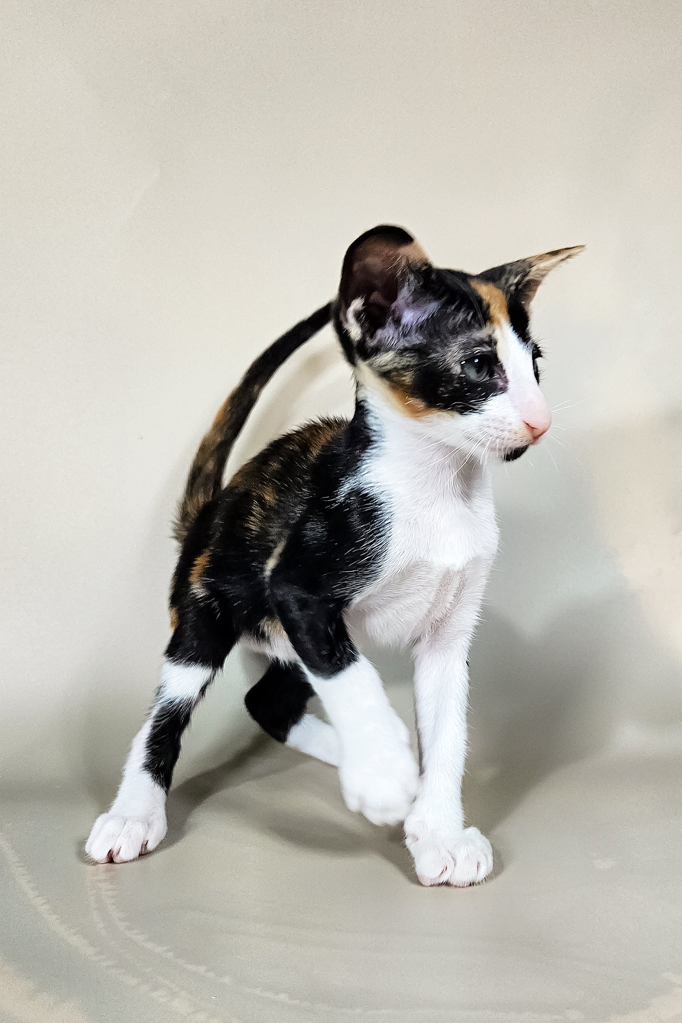 Ivy | Oriental Shorthair Kitten - Image 8