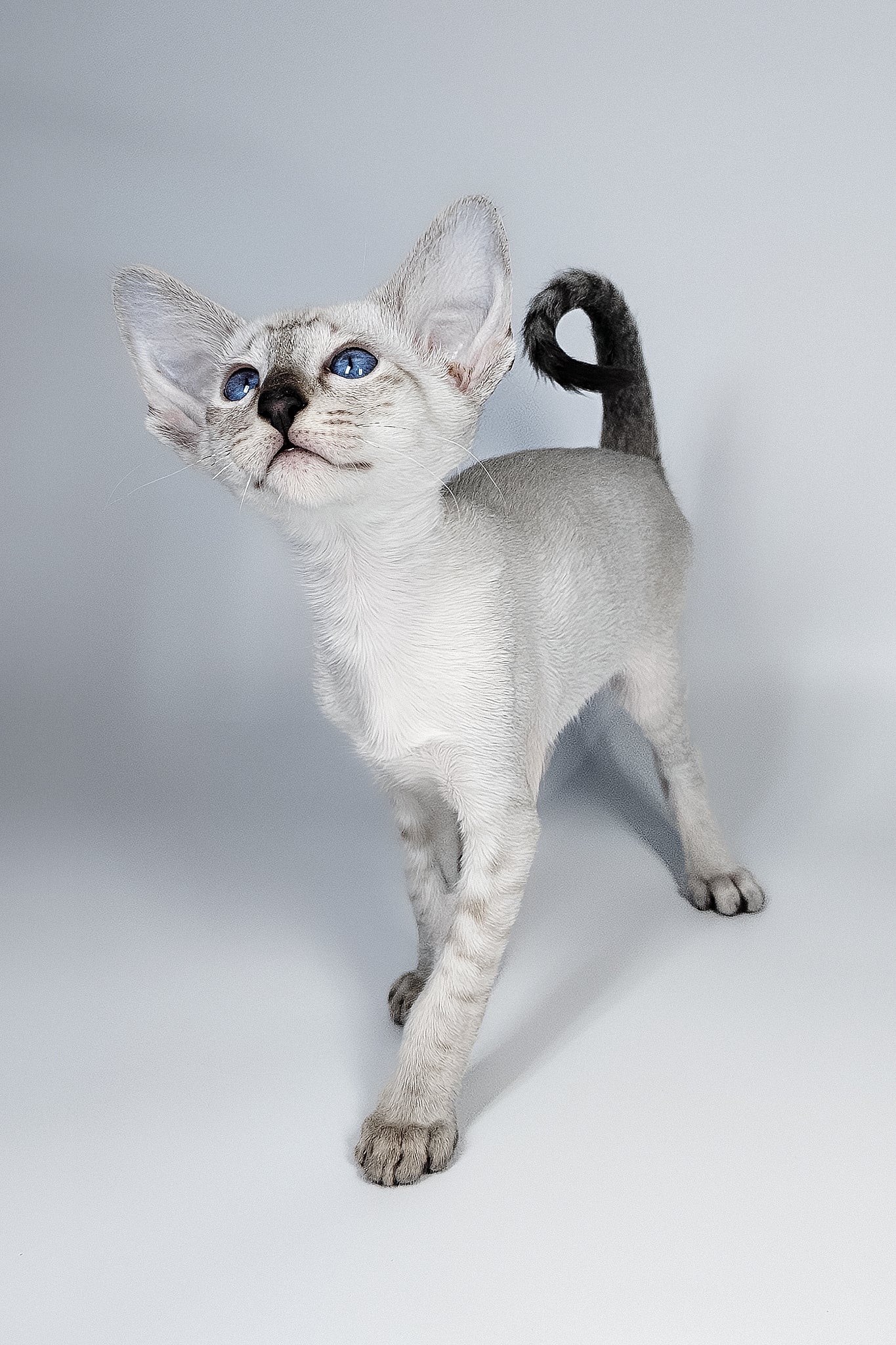 Lileya | Oriental Shorthair Kitten - Image 11