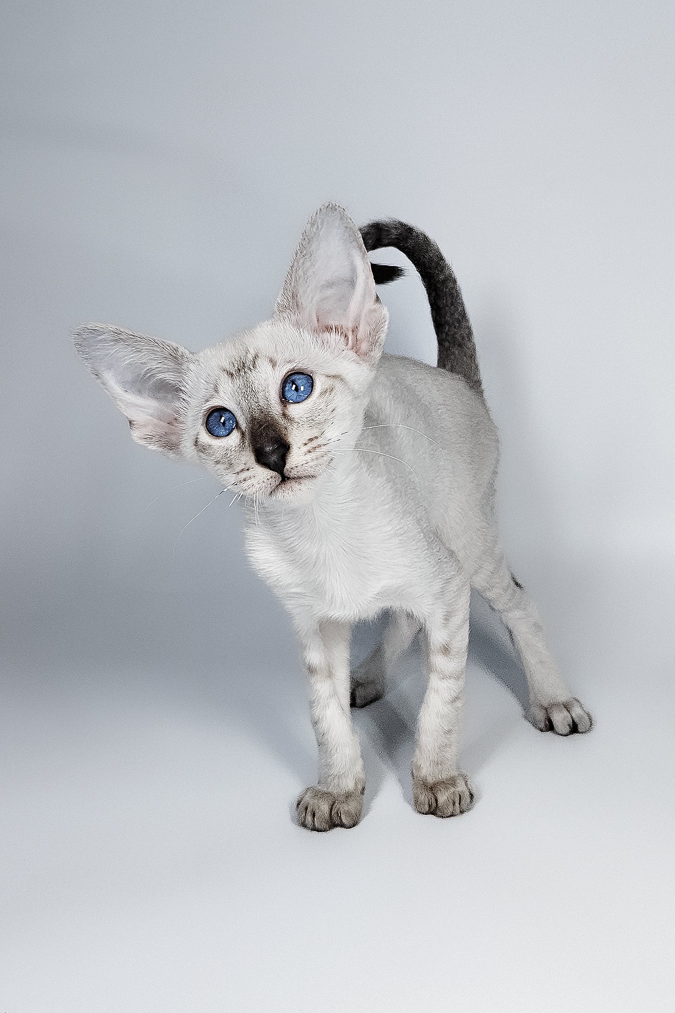 Lileya | Oriental Shorthair Kitten - Image 2