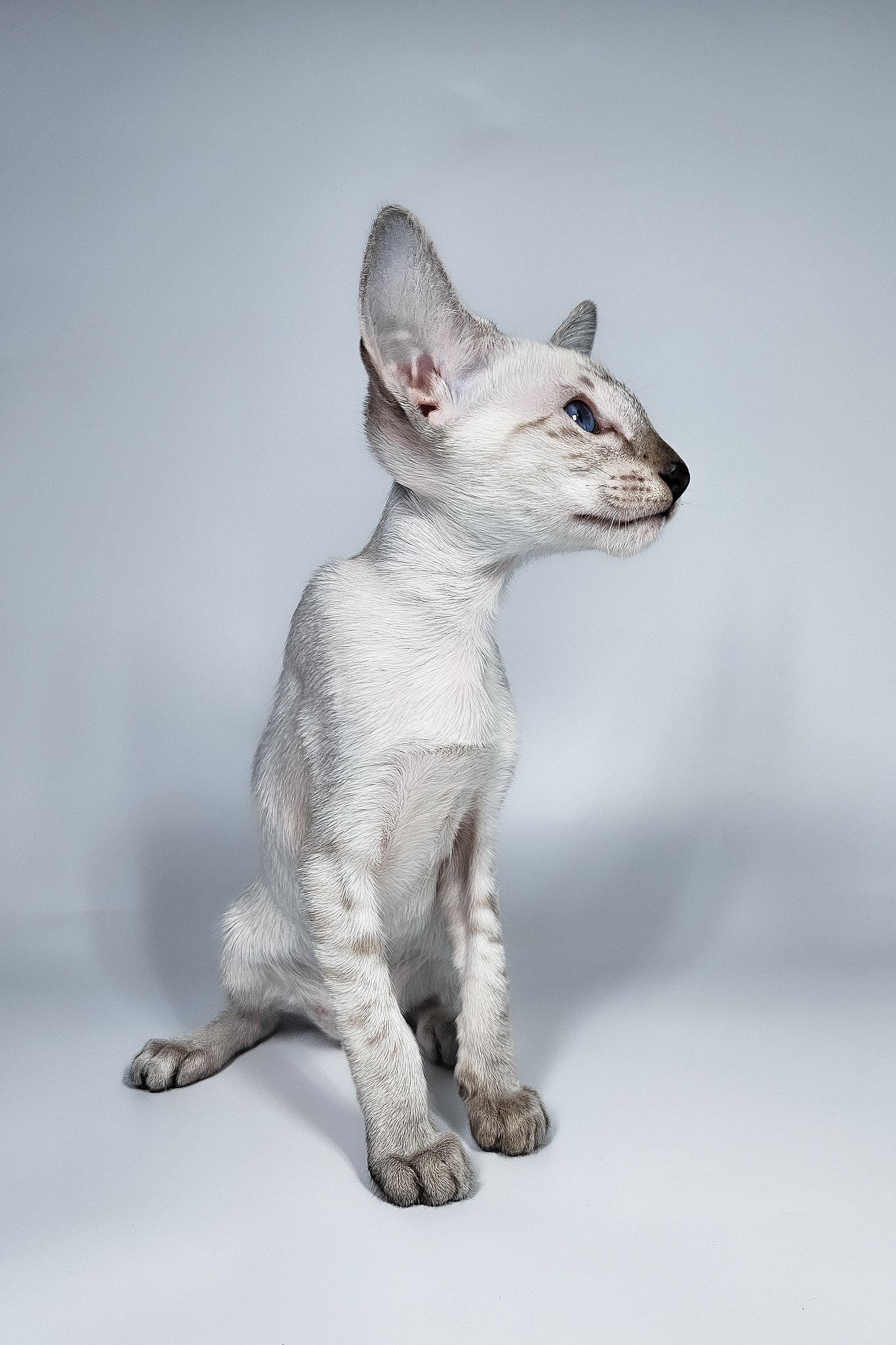 Lileya | Oriental Shorthair Kitten - Image 4