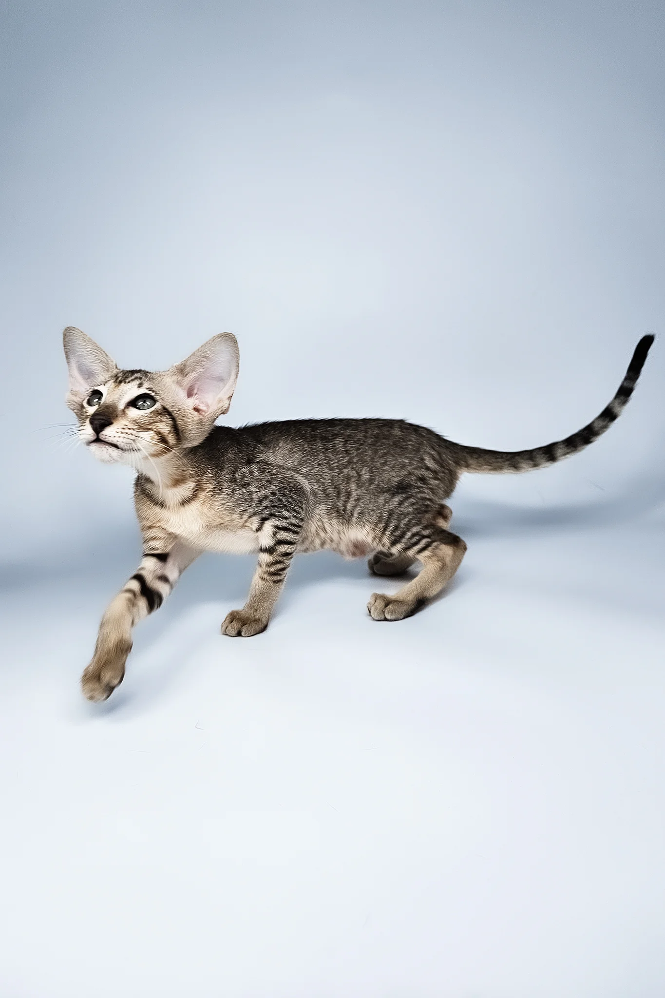 Lolly | Oriental Shorthair Kitten - Image 11