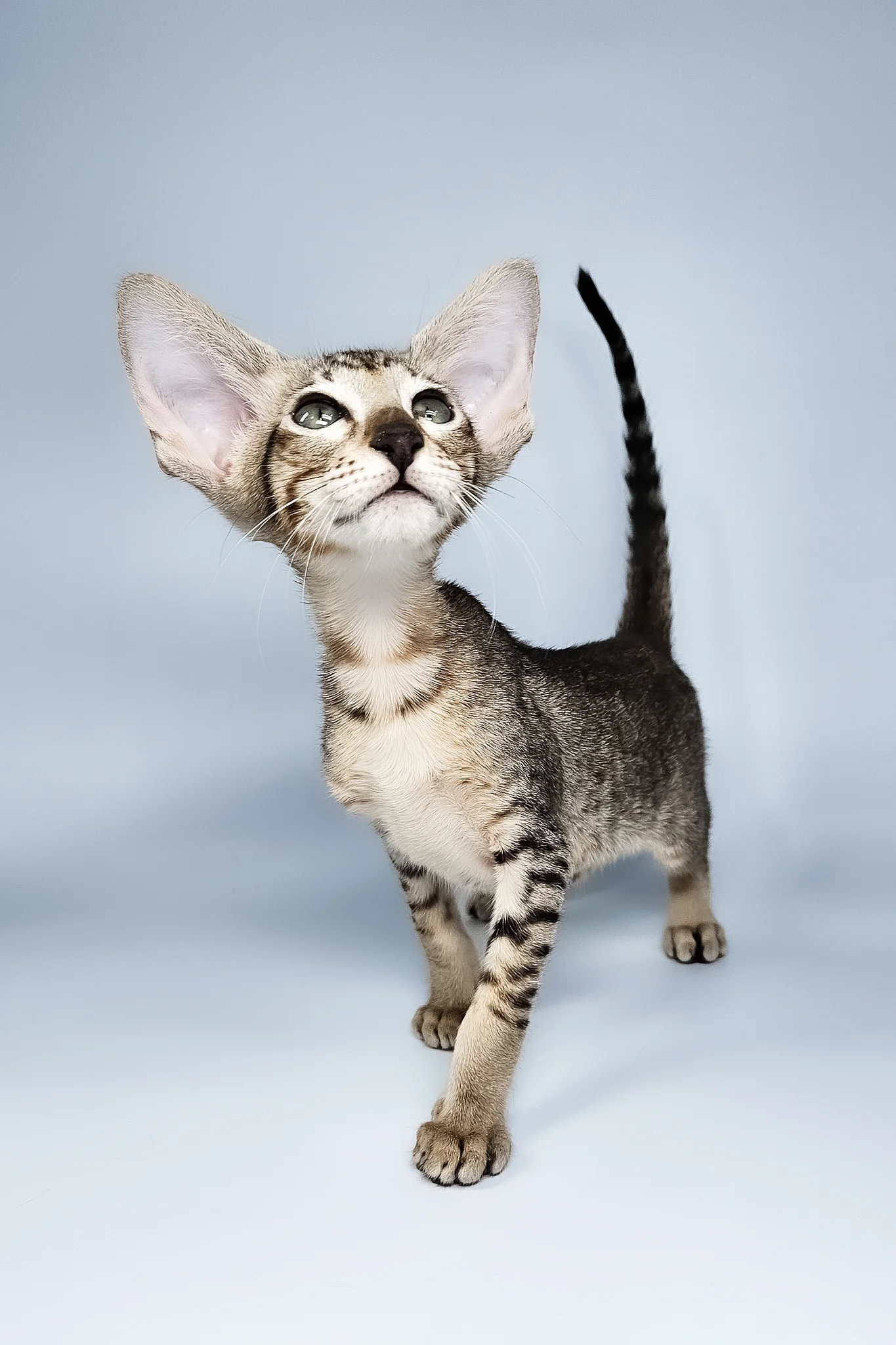 Lolly | Oriental Shorthair Kitten - Image 2