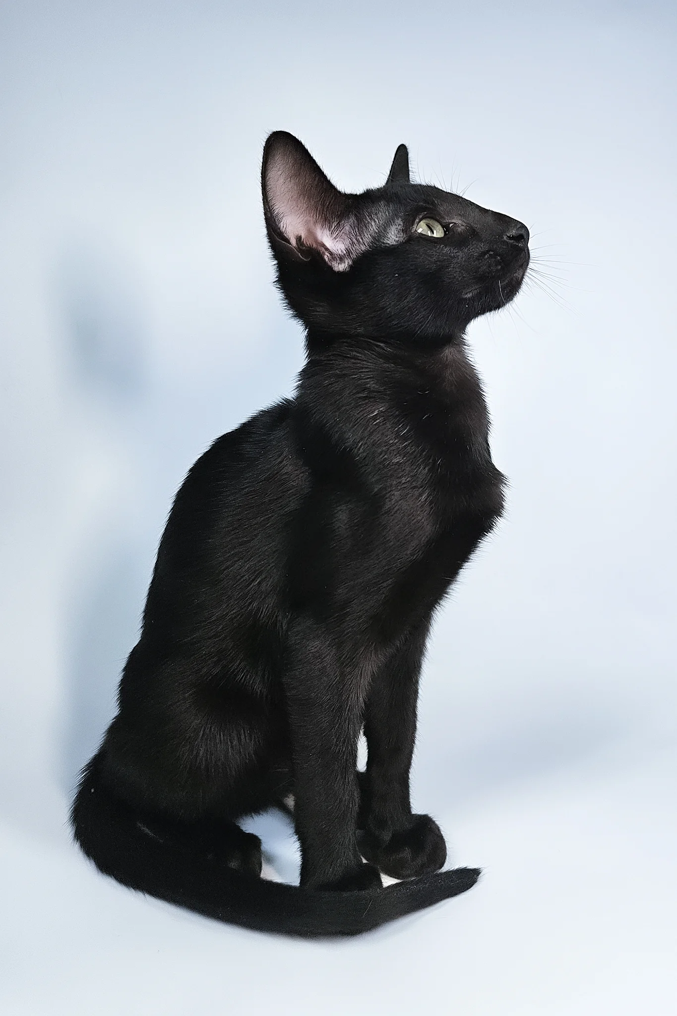 Melanica | Oriental Shorthair Kitten - Image 7