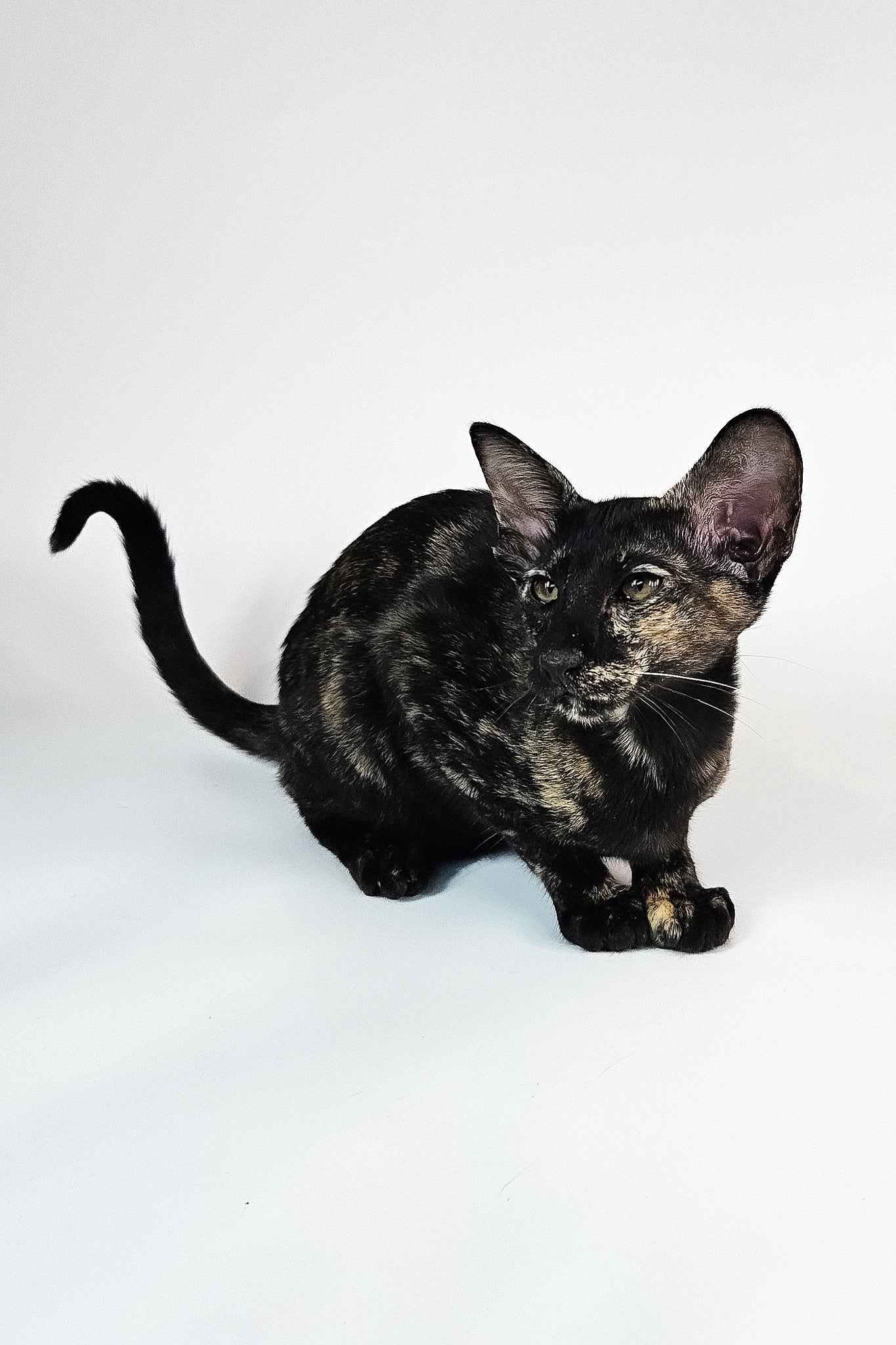 Melanka | Oriental Shorthair Kitten - Image 5