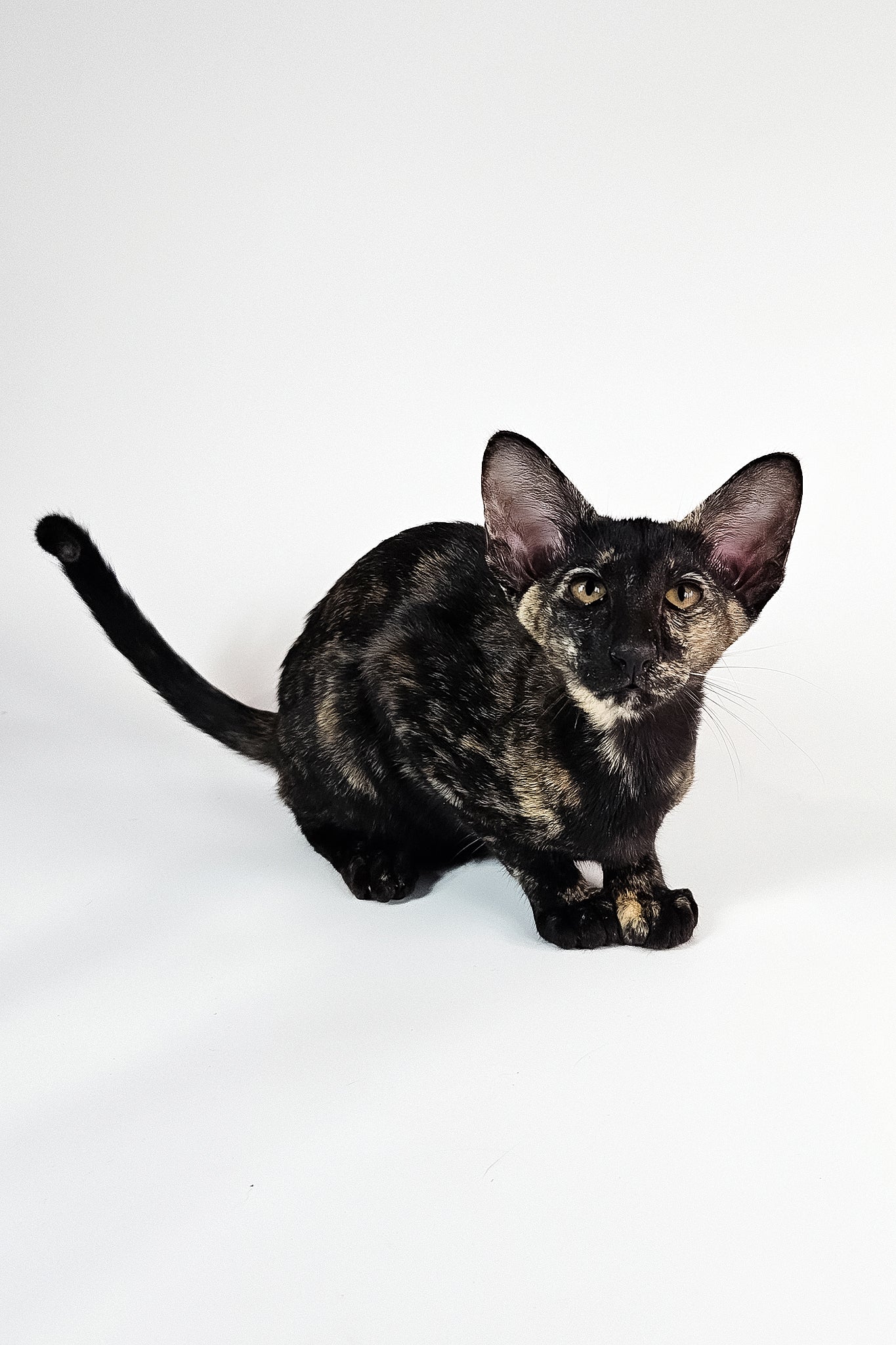 Melanka | Oriental Shorthair Kitten - Image 6