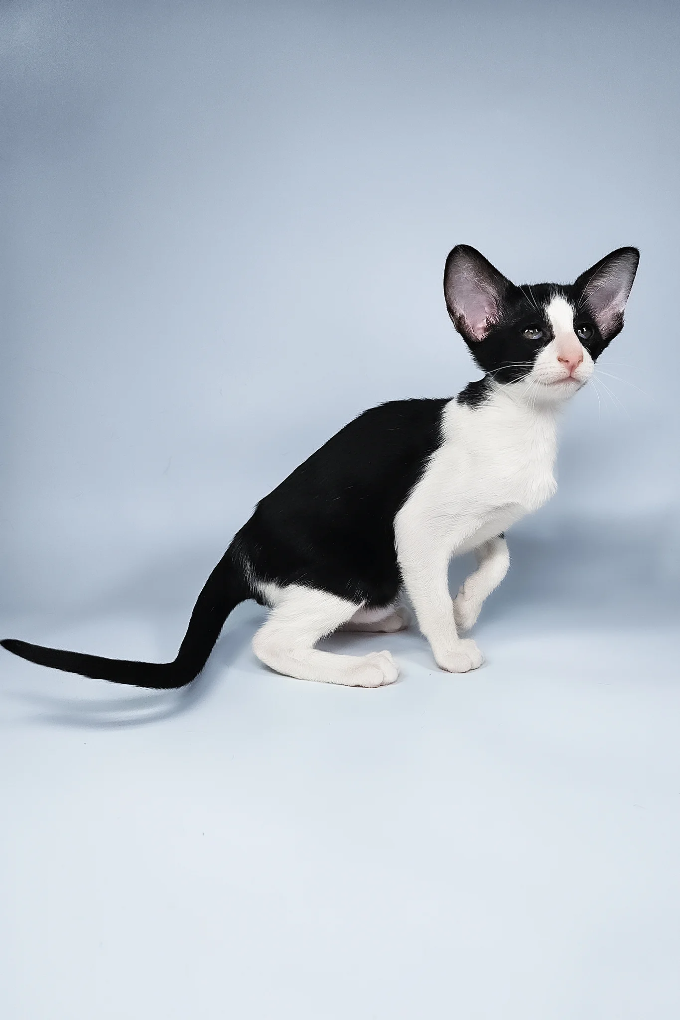 Milka | Oriental Shorthair Kitten - Image 10