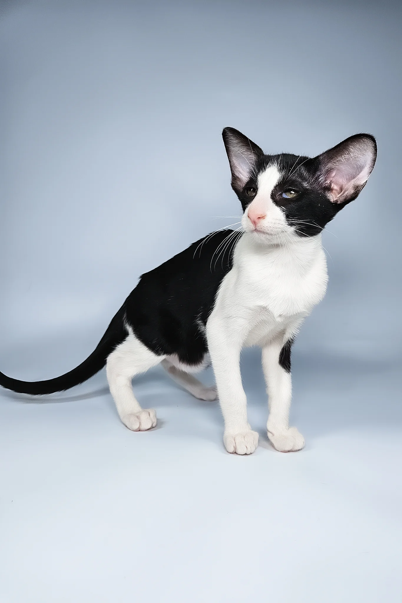 Milka | Oriental Shorthair Kitten - Image 9