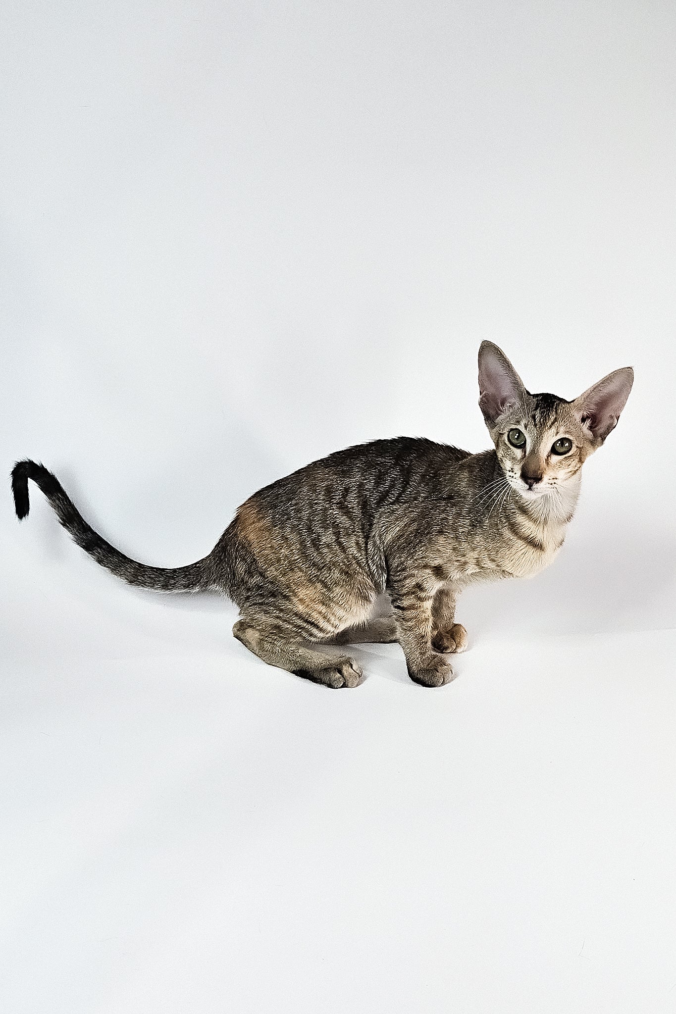 Nevada | Oriental Shorthair Kitten - Image 10