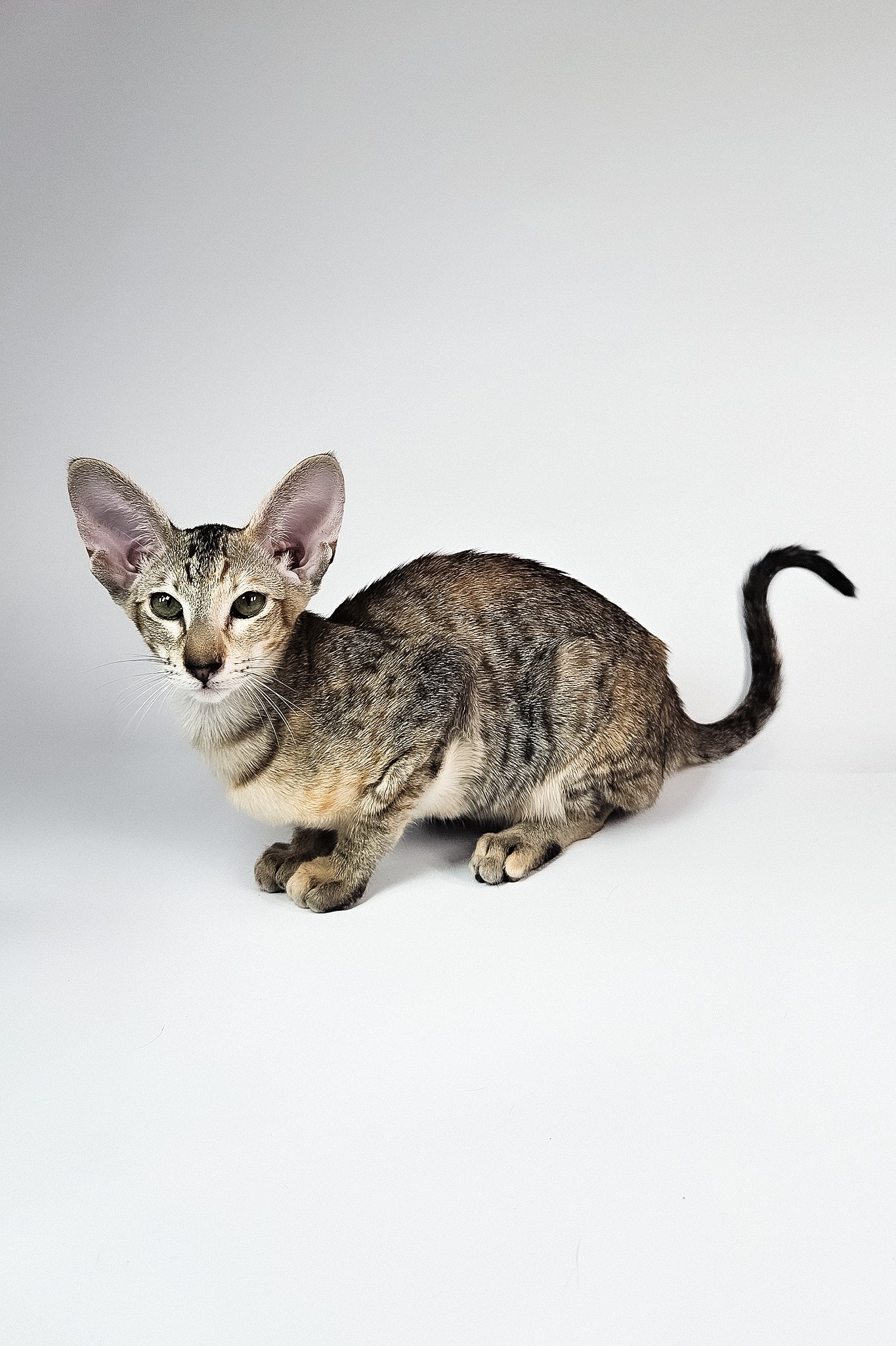 Nevada | Oriental Shorthair Kitten - Image 4