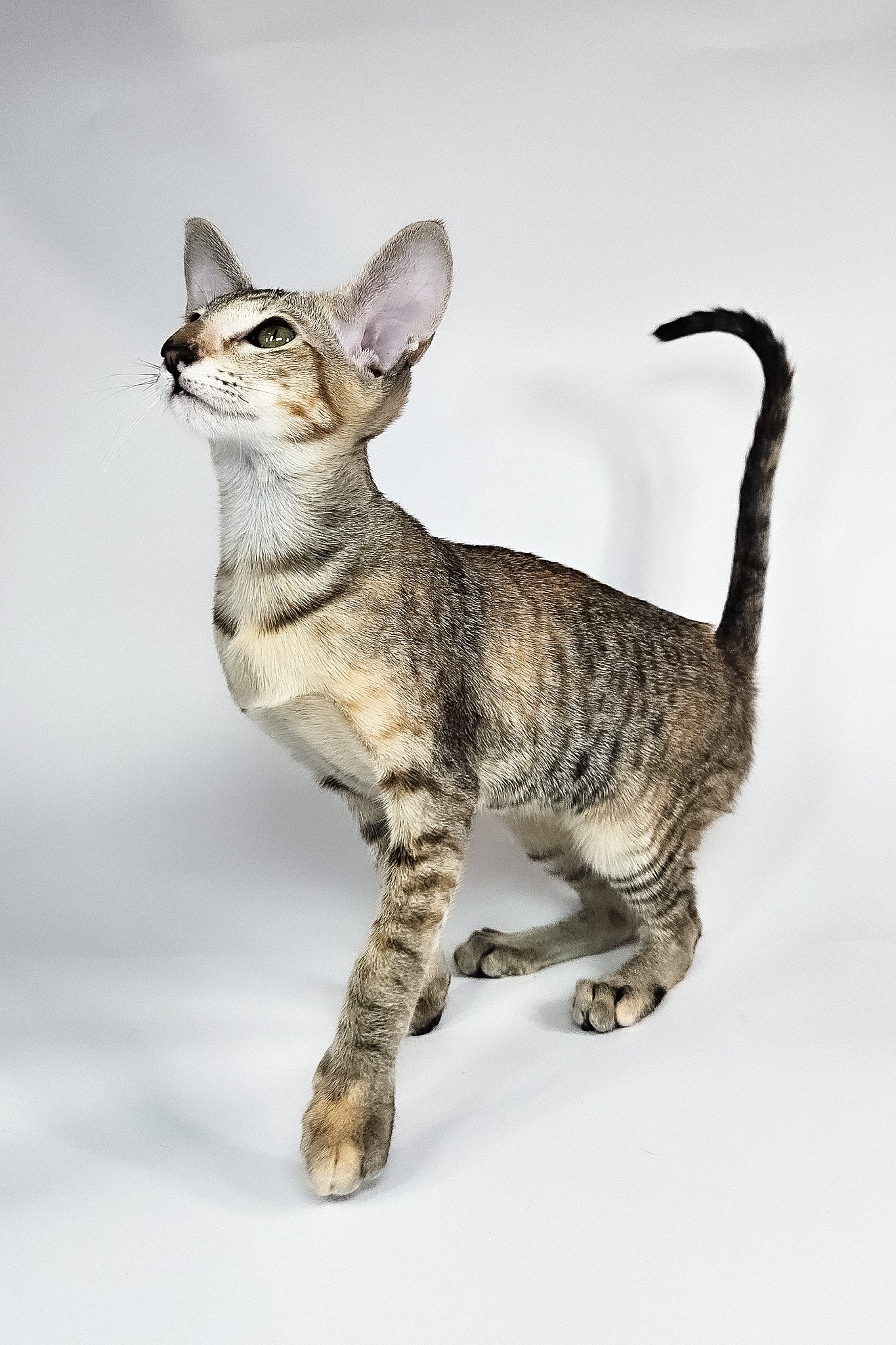 Nevada | Oriental Shorthair Kitten - Image 5