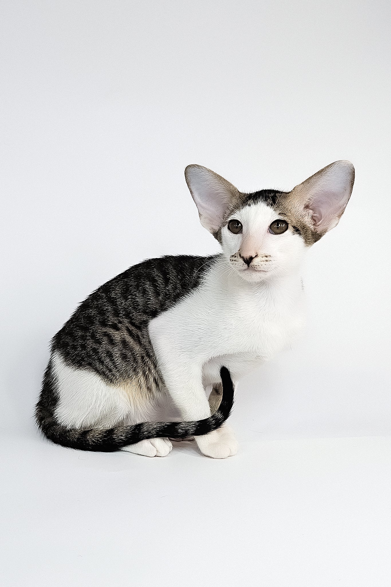 Ophelia | Oriental Shorthair Kitten - Image 4