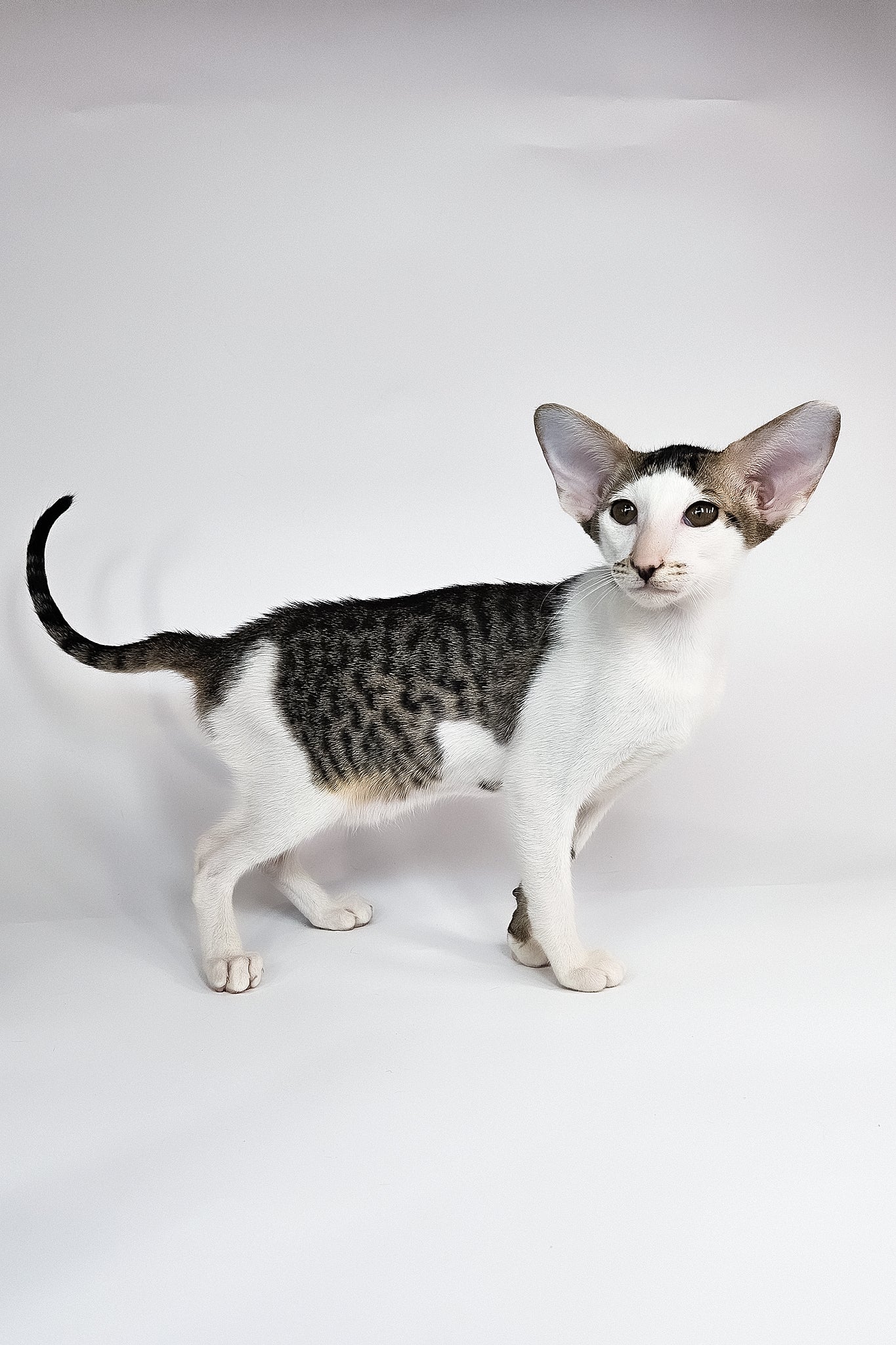Ophelia | Oriental Shorthair Kitten - Image 5